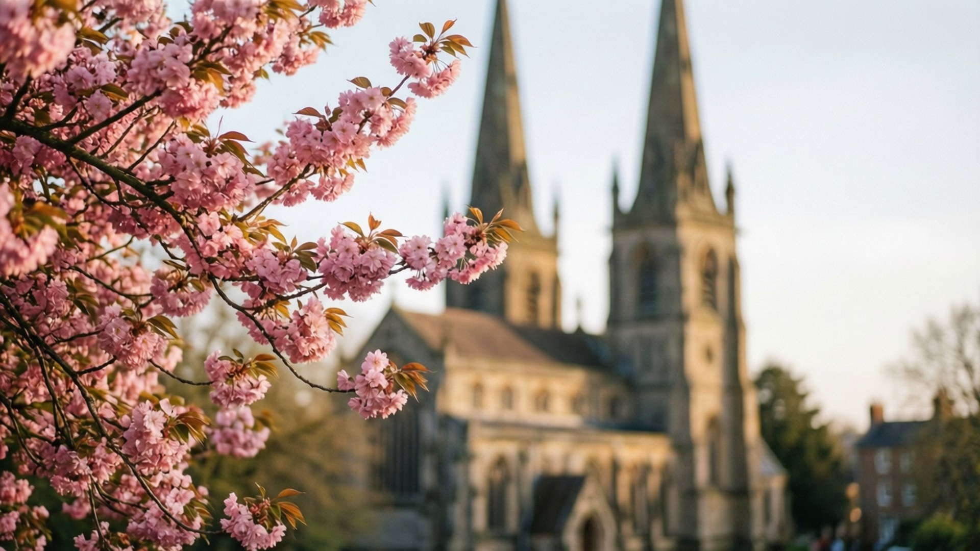 Cherry Blossoms and Tyn Church 壁紙 — 粉紅色的櫻花在前景盛開，背景中一座歷史悠久的石砌教堂和雙塔輕輕模糊。