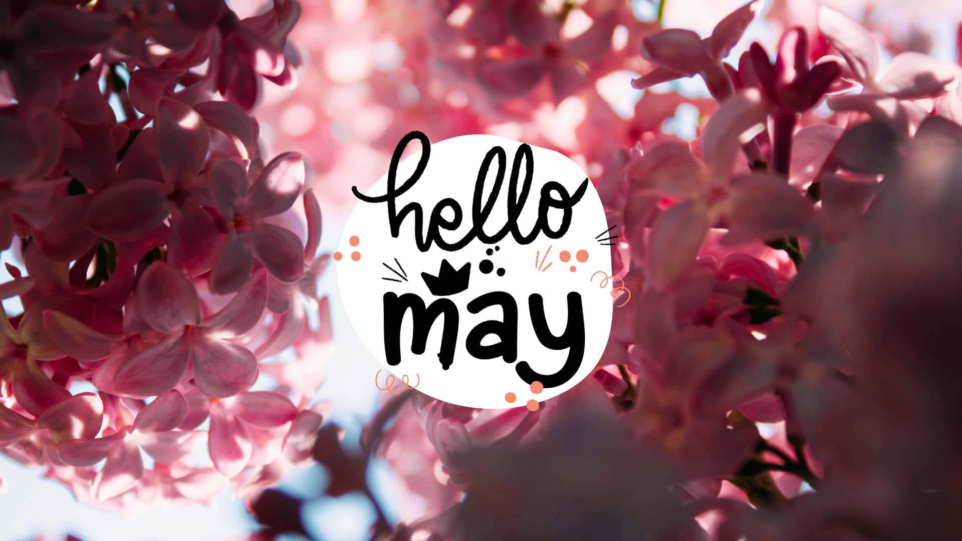 粉紅色丁香花配上 'hello may' 文字圖形，慶祝春天。