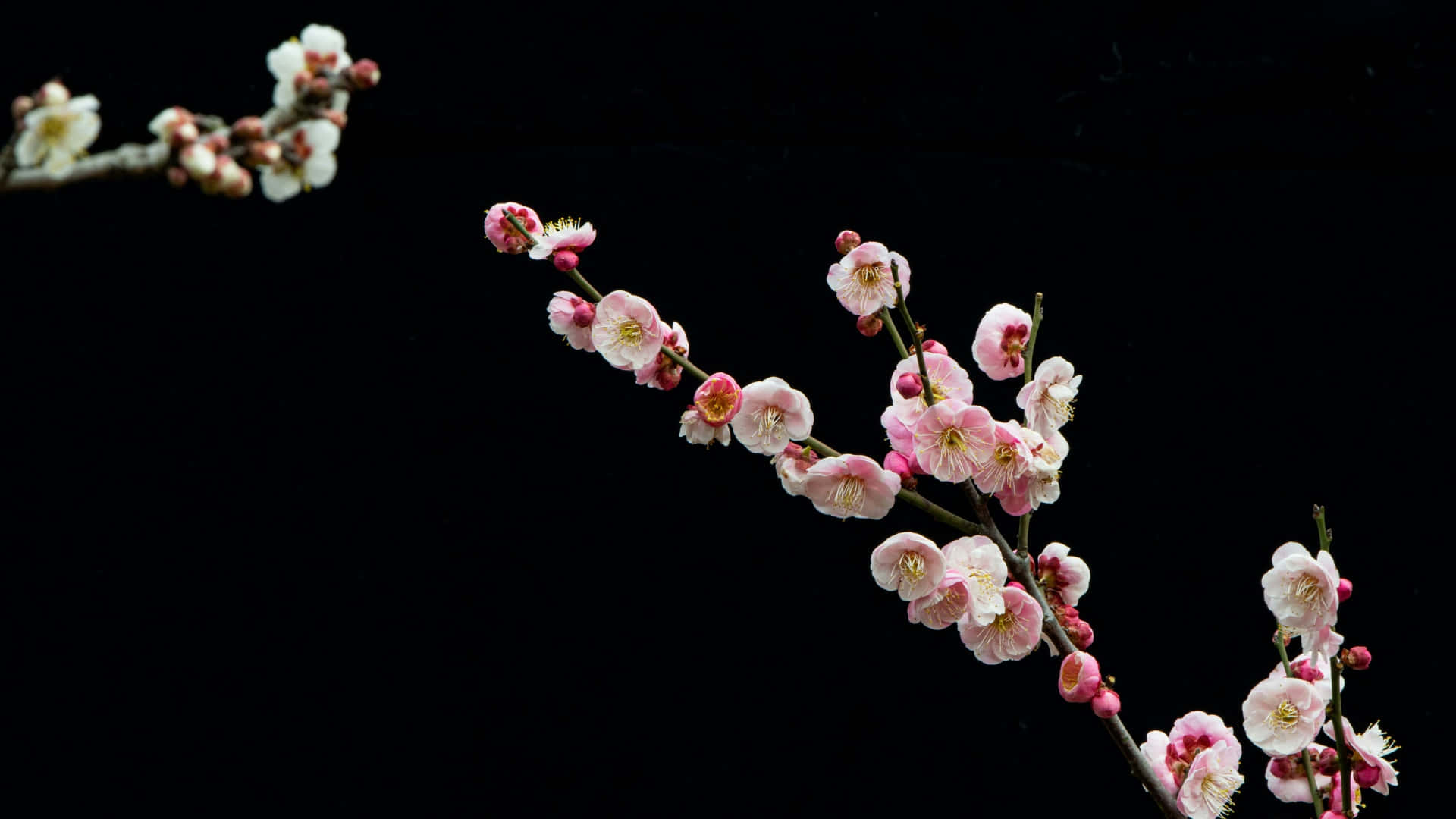  壁紙 — 粉紅色和白色的梅花在黑色背景襯托下，於纖細的枝條上盛開。