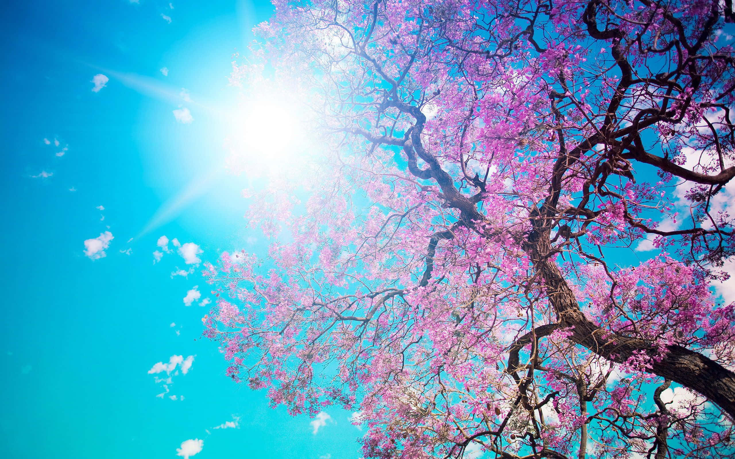 Spring Sunshine 桌布 壁紙 — 一棵充滿活力的粉紅色開花樹枝向上伸展，映襯著燦爛的藍天和耀眼的陽光。