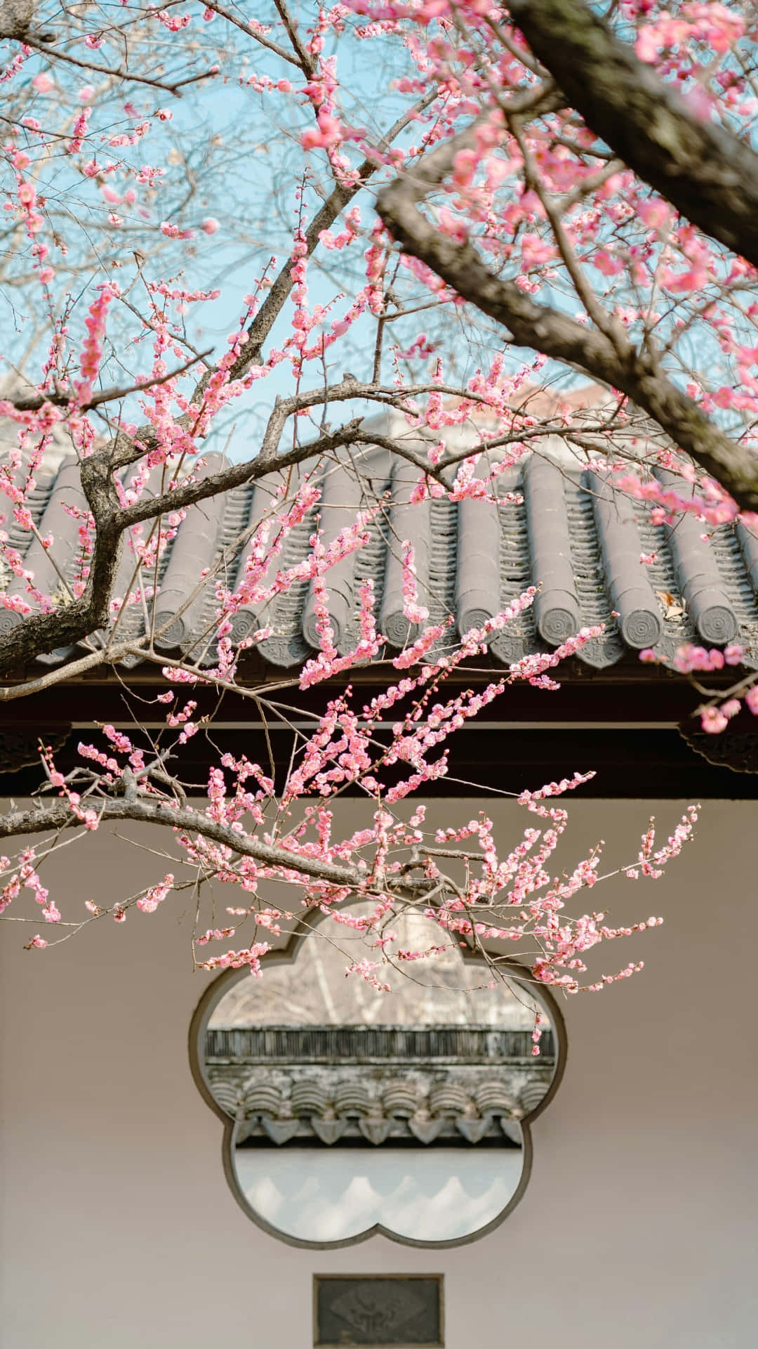  壁紙 — 粉紅櫻花襯托著傳統瓦頂和扇貝形窗戶，背景是清澈的藍天。