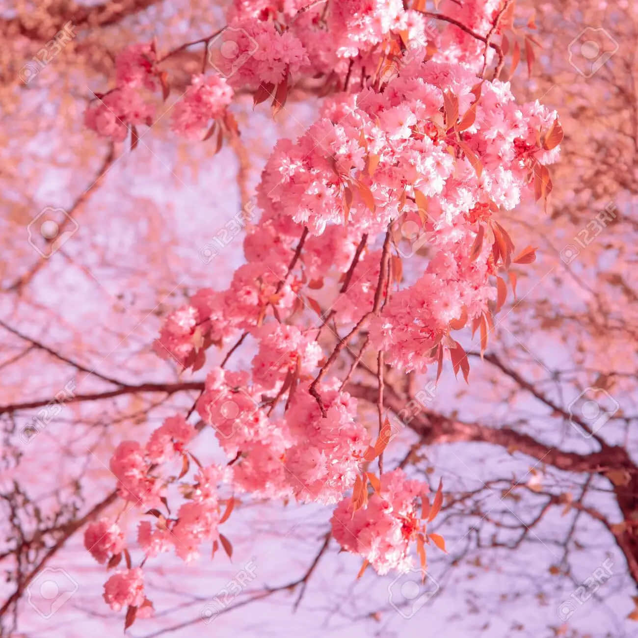 粉紅櫻花在枝頭映襯柔和天空