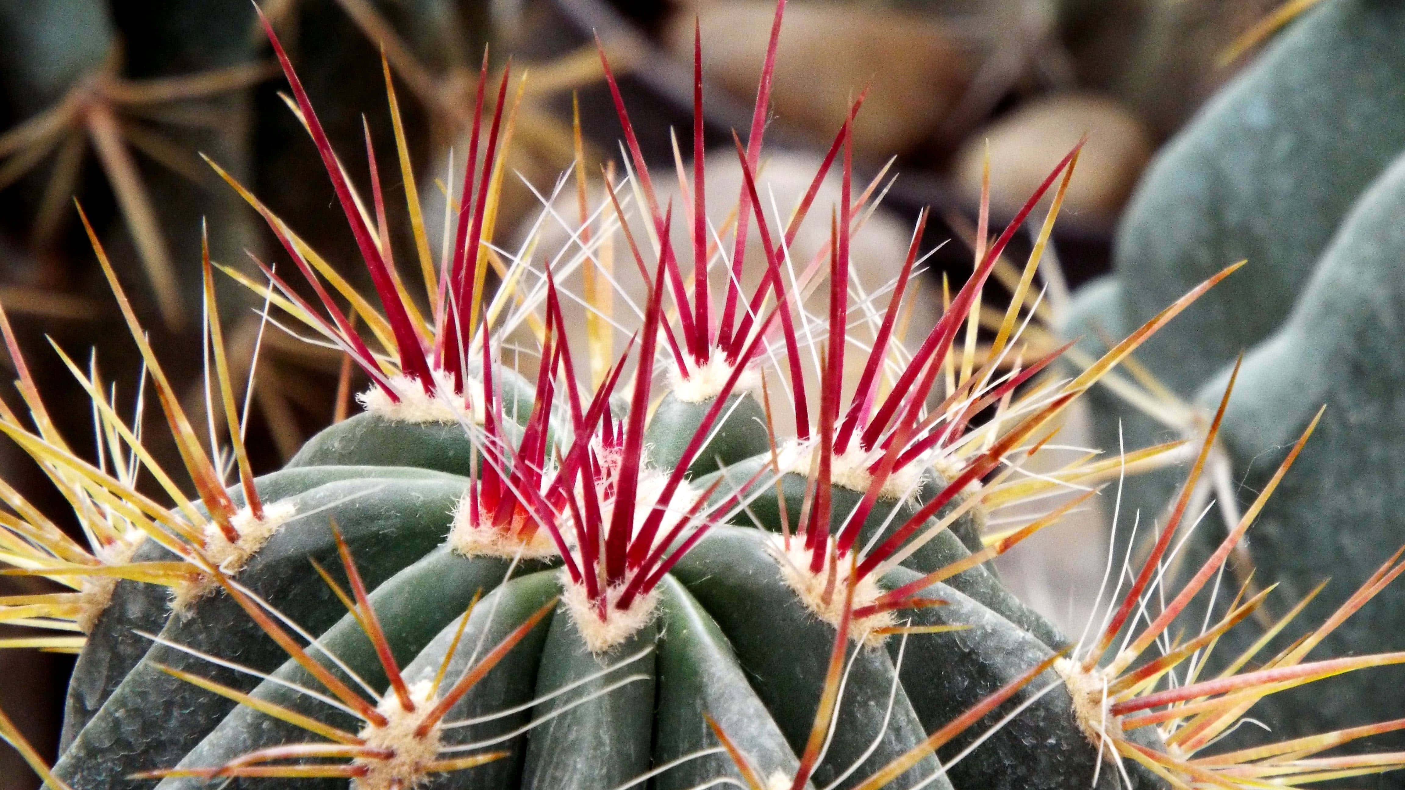 Ferocactus Rectispinus 仙人掌花 壁紙 — 桶形仙人掌嘅特寫，帶有鮮豔嘅紅色同黃色刺，背景係模糊嘅沙漠。