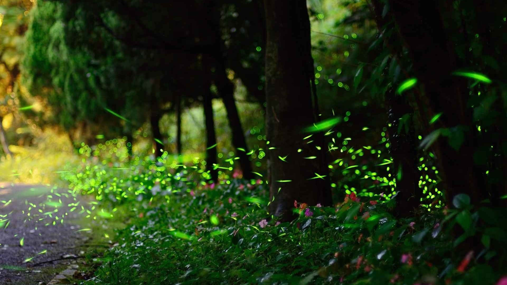 用Firefly HD脫穎而出，拍攝精彩影像 壁紙 — 陽光穿過森林，在長滿苔蘚的小徑上投射出發光的綠葉和散景。