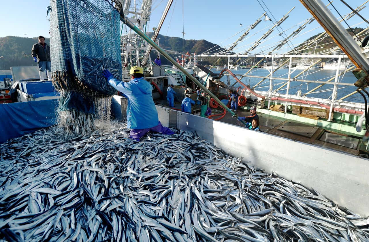 Pacific Saury 桌布 壁紙 — 漁民將大量銀色魚獲從拖網漁船卸到濺滿水的甲板上。