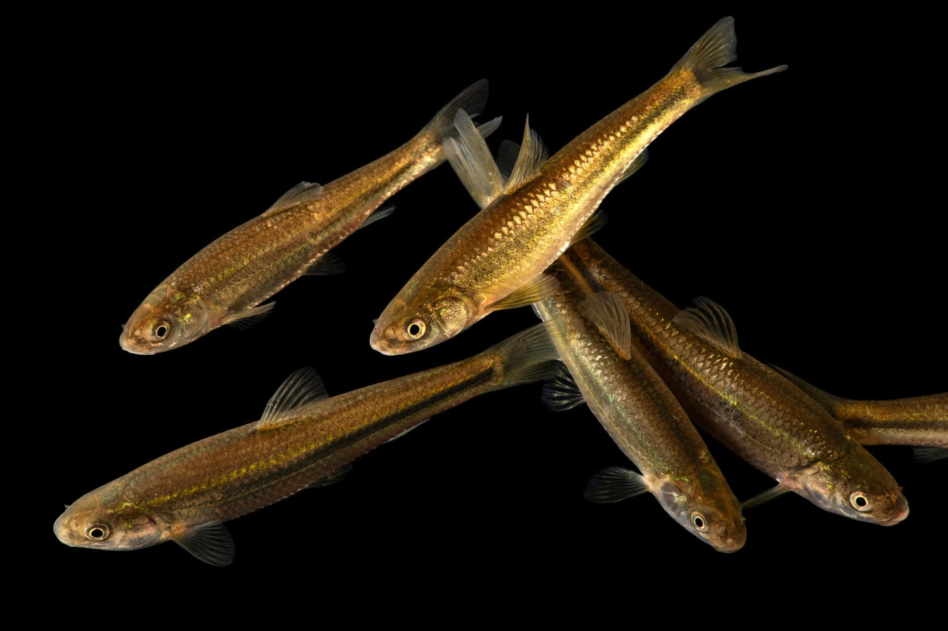  壁紙 — 五條纖細的金魚在純黑背景下動態游動，魚鱗閃爍著金屬光澤。