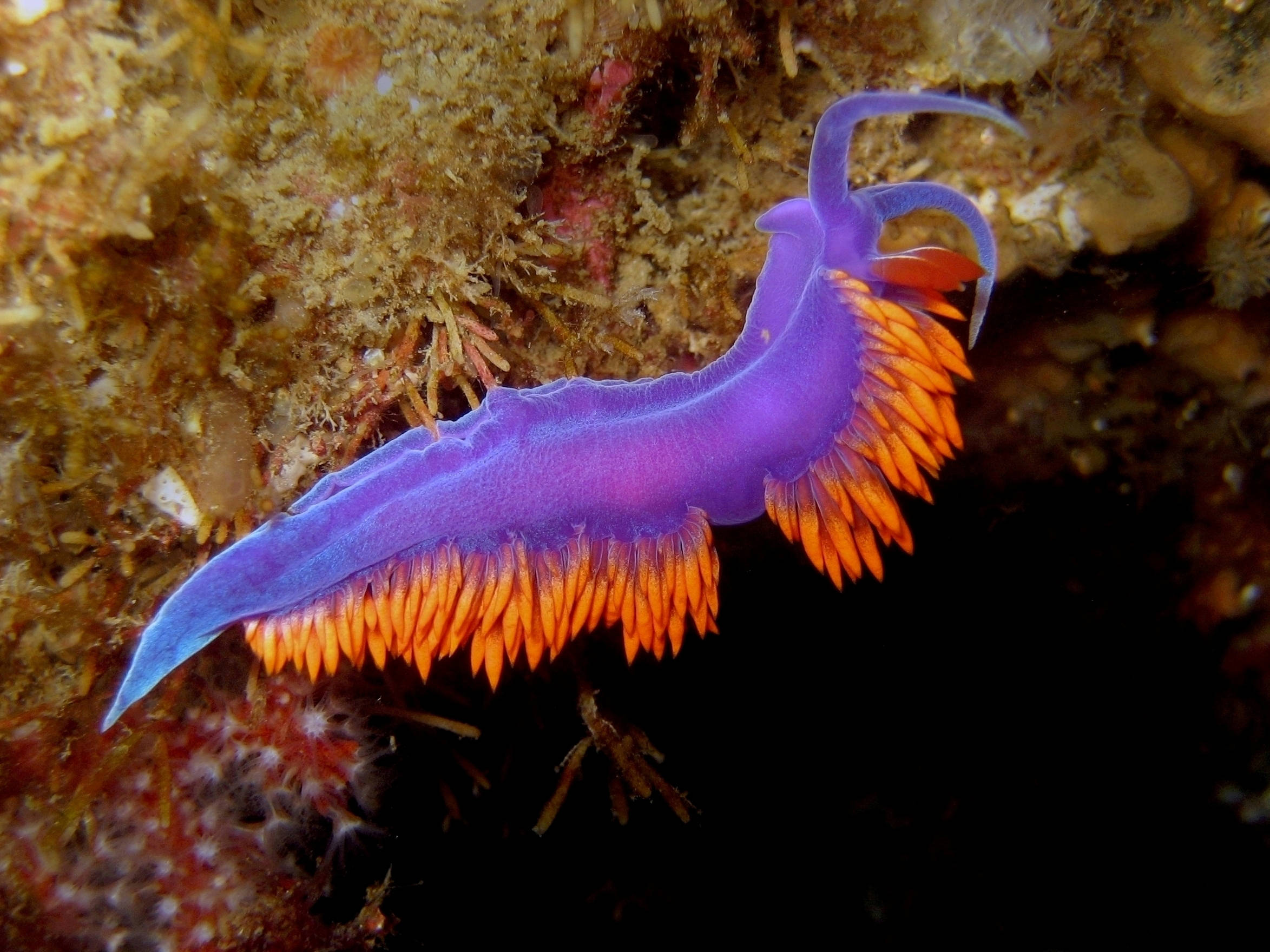Flabellina海蛞蝓 壁紙 — 一隻充滿活力的紫色和橙色海蛞蝓在深海水域中，優雅地滑過紋理豐富的珊瑚礁。