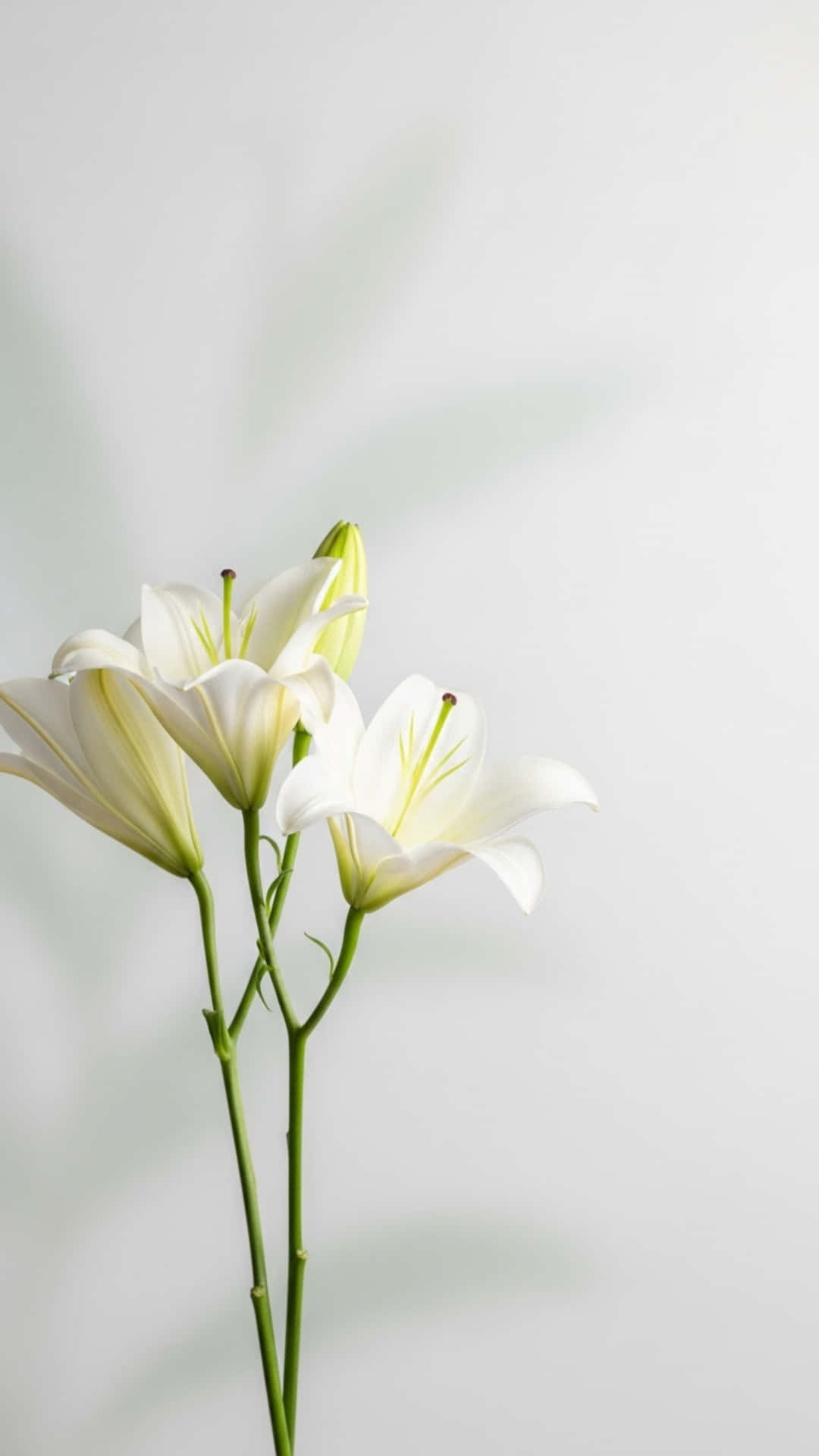 三朵白色百合花，帶有綠色莖，在淺灰色背景上，有葉影