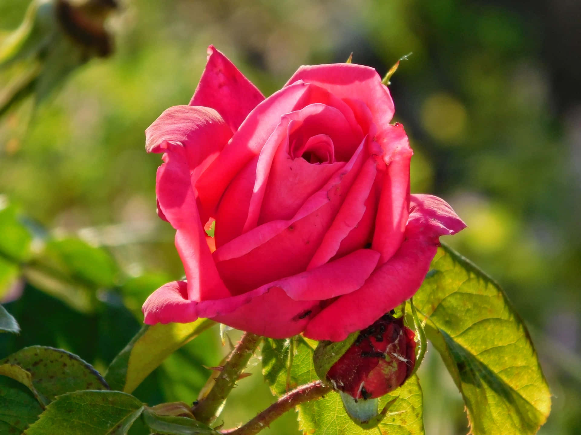 花園中一朵盛開的粉紅玫瑰，有綠葉和柔和陽光