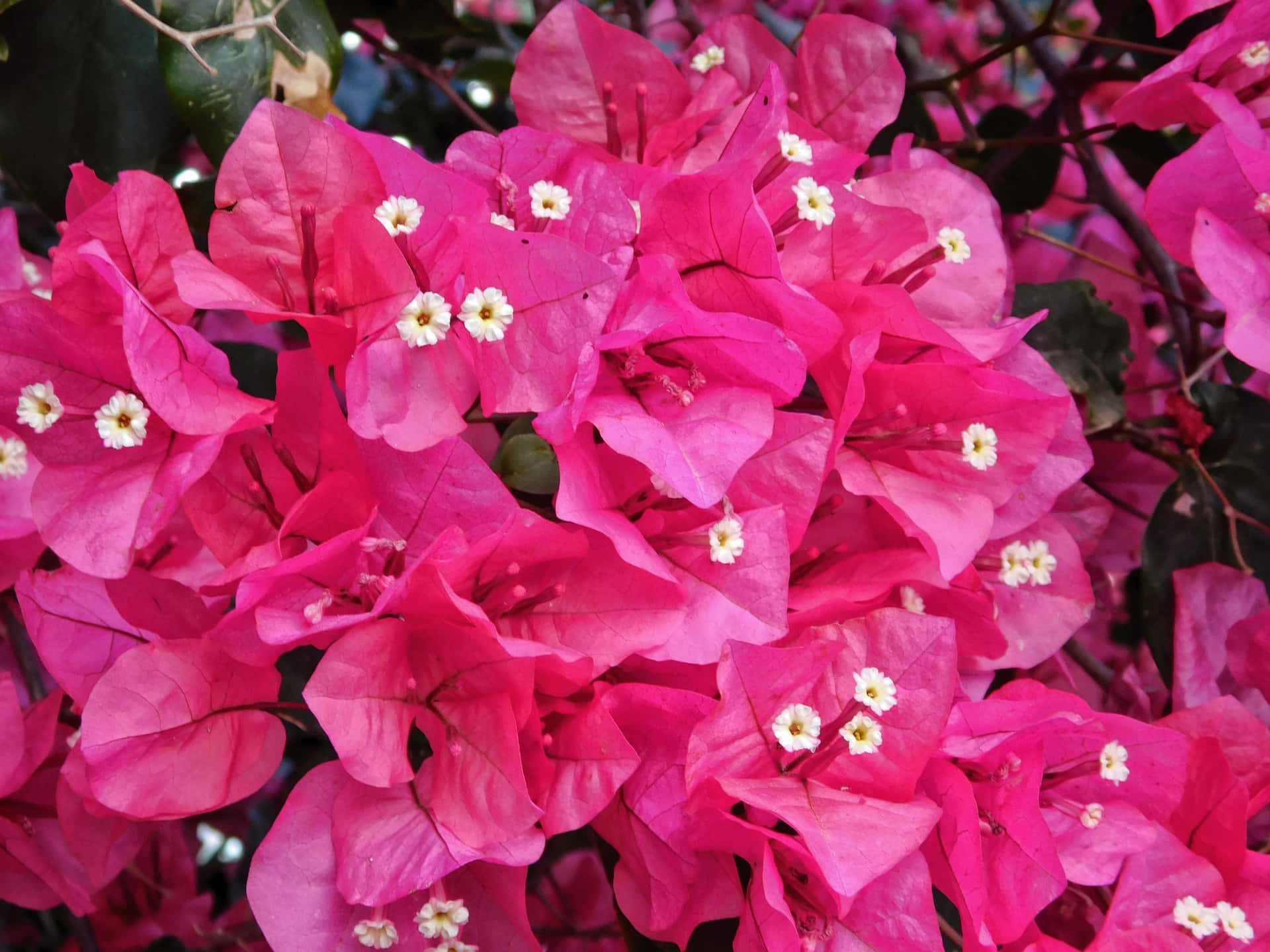 一簇明亮的粉紅色九重葛花，帶有白色中心和深綠色葉子