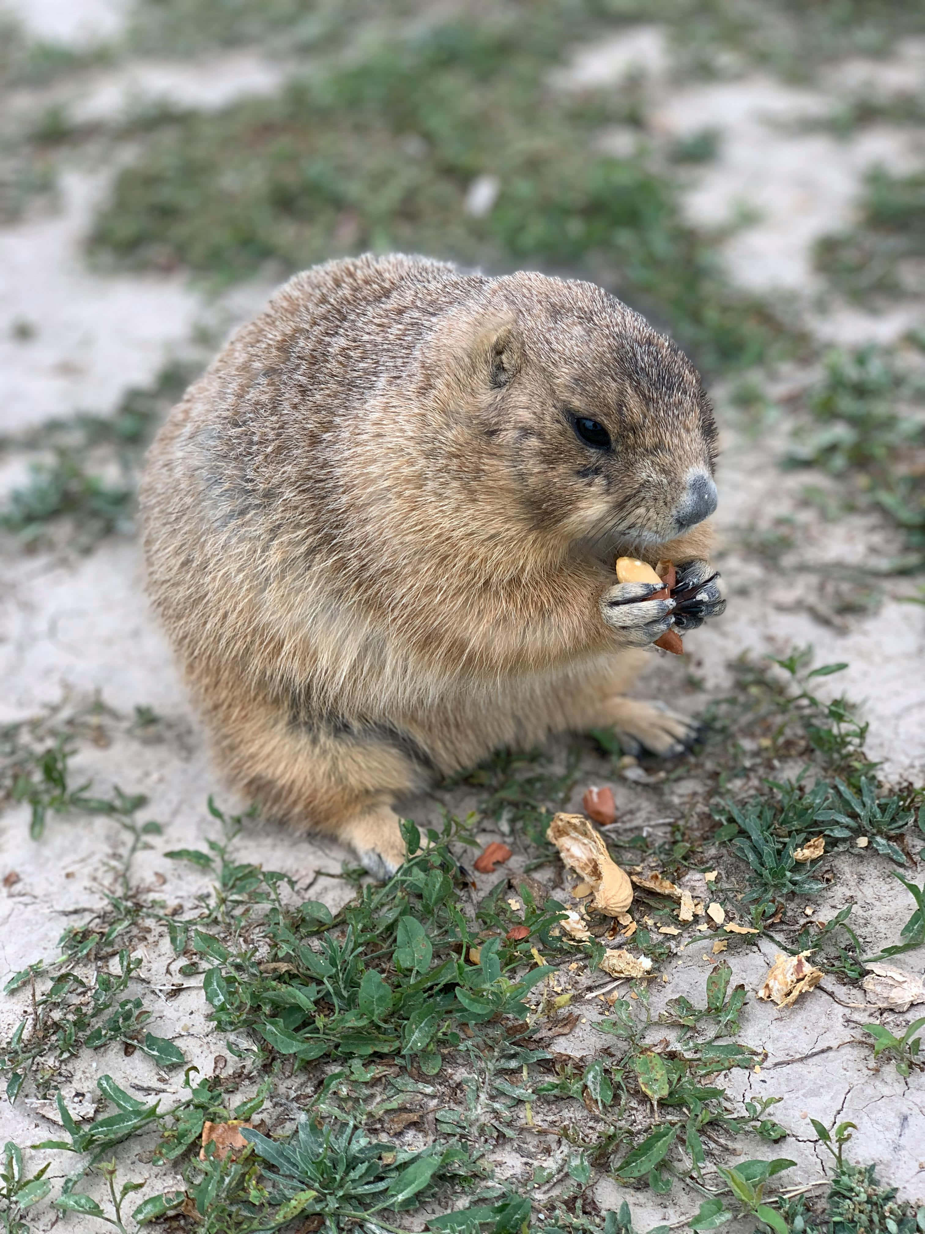 Woodchuck 桌布 壁紙 — 一隻毛茸茸的棕色草原犬鼠坐在沙地上，啃著堅果，周圍稀疏地長著綠色雜草。
