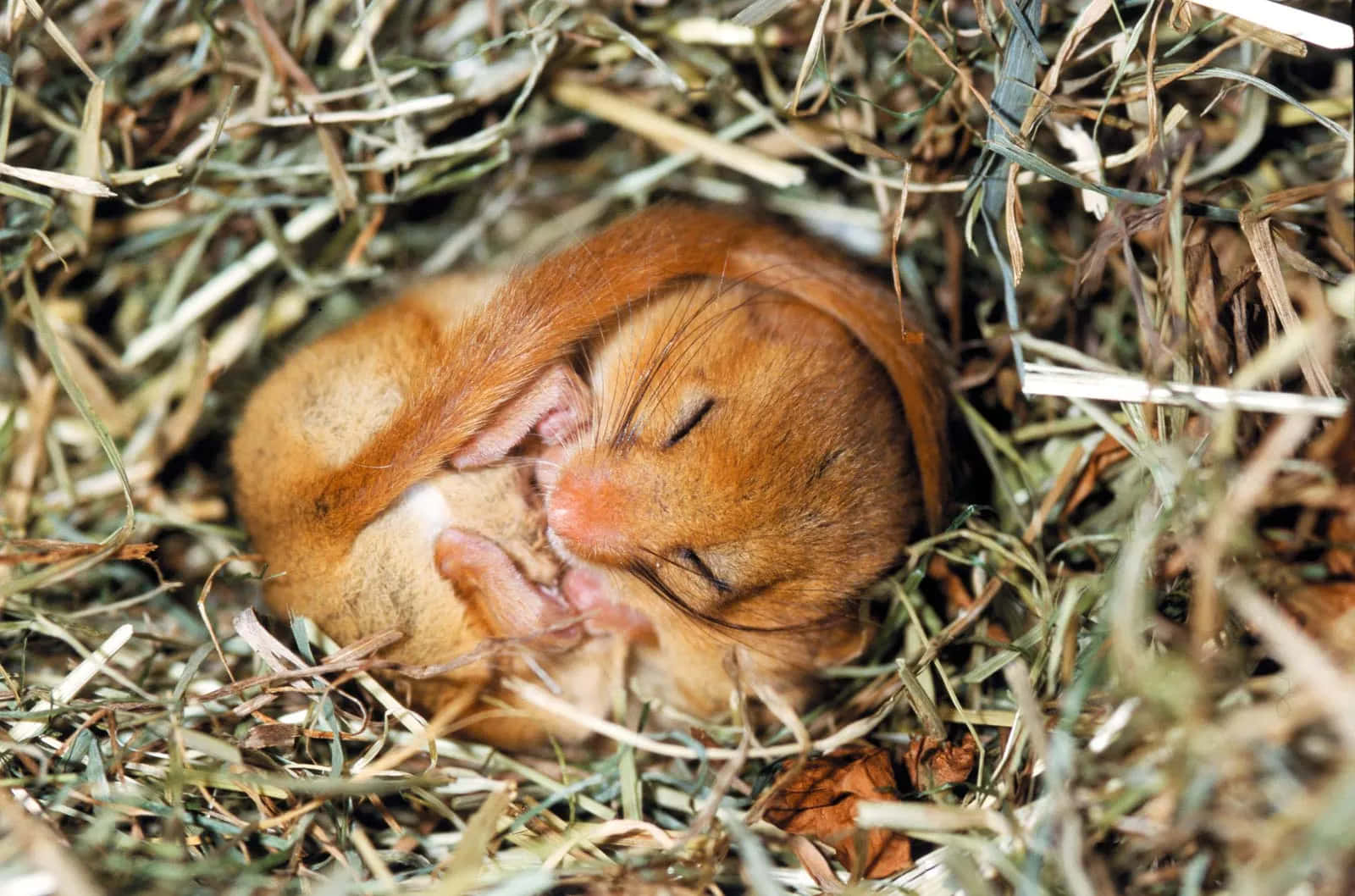 Hibernation 桌布 壁紙 — 一隻毛茸茸的橙色睡鼠蜷縮在乾草和樹葉築成的巢中熟睡。