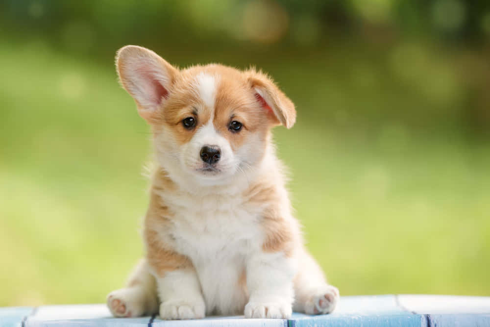 可愛柯基幼犬照片 壁紙 — 一隻毛茸茸的棕白色哥基幼犬專注地坐在藍色木質表面上，背景是柔和的綠色模糊背景。