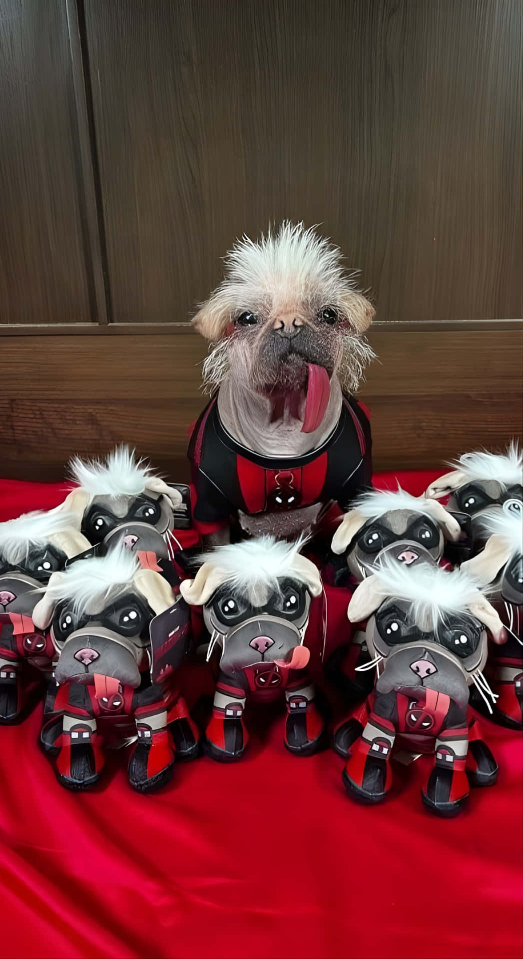  壁紙 — 一隻毛茸茸的白色八哥犬穿著死侍服裝，自豪地坐在紅色布料上，周圍環繞著相同的死侍毛絨八哥犬。