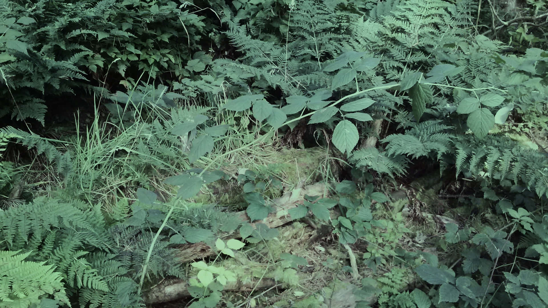 FOLIAGE-1 壁紙 — 茂密的森林地面，覆蓋著苔蘚、蕨類植物和寬大的葉子，在柔和散射的光線下。