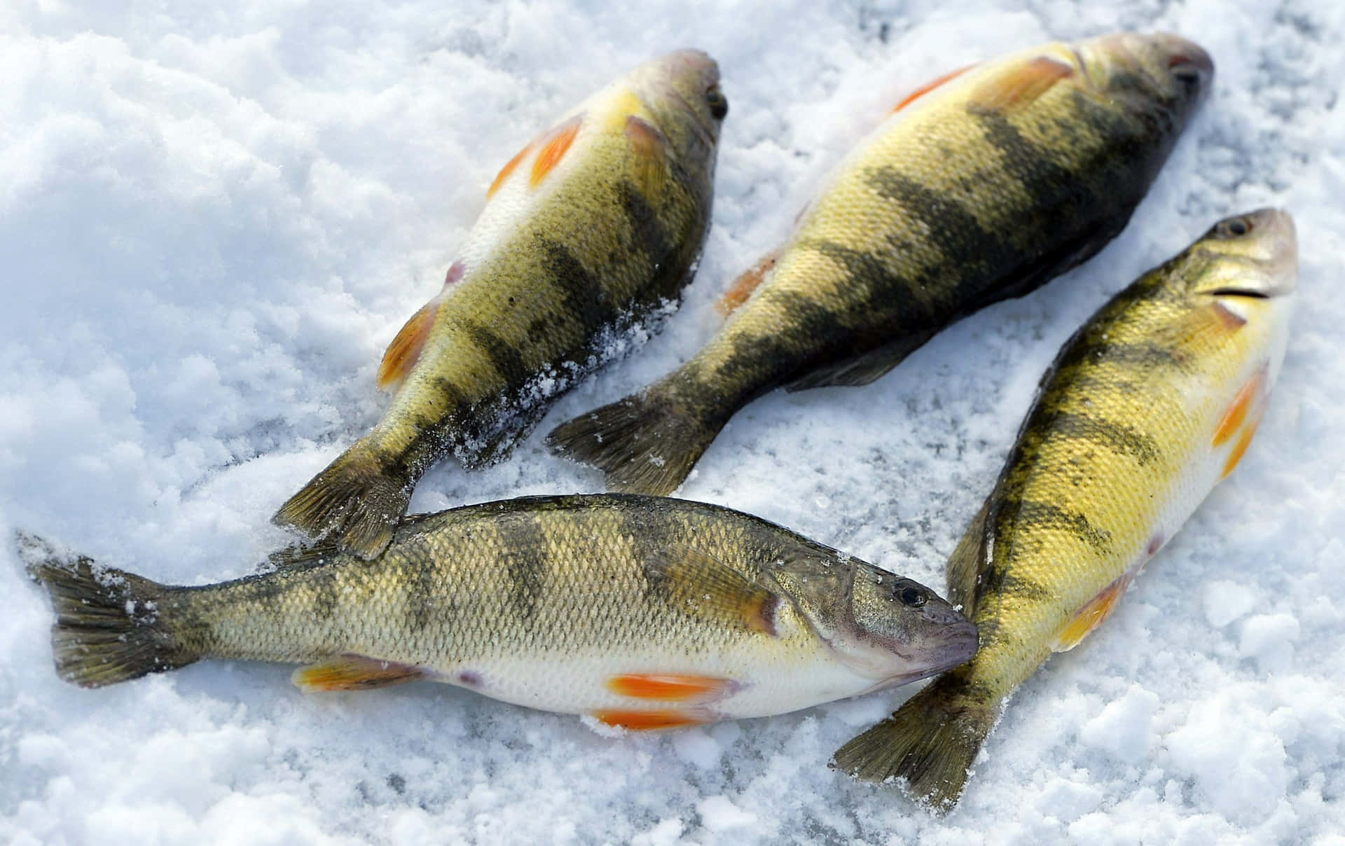  壁紙 — 四條剛捕獲的鱸魚，帶有橙色魚鰭，躺在有紋理的雪地上。