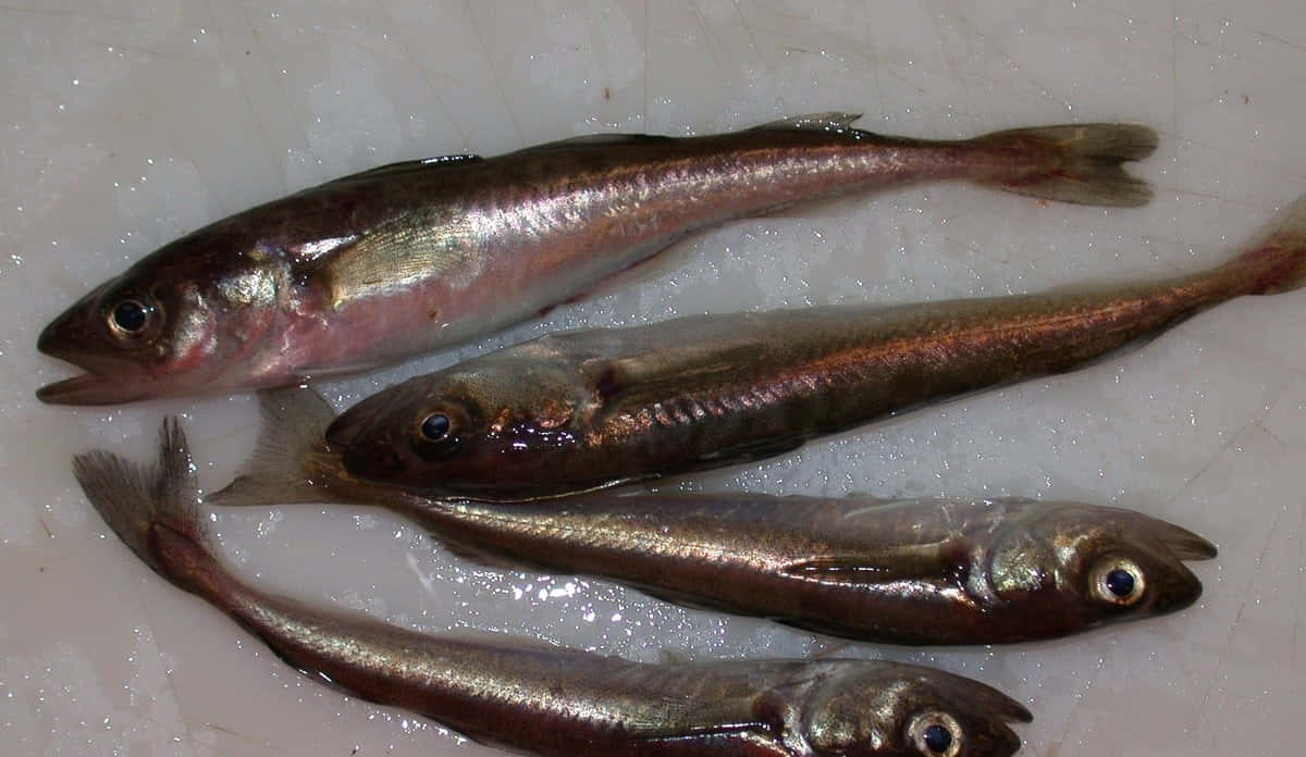  壁紙 — 四條銀色魚背深色的魚躺在碎冰床上，在明亮燈光下閃閃發光。