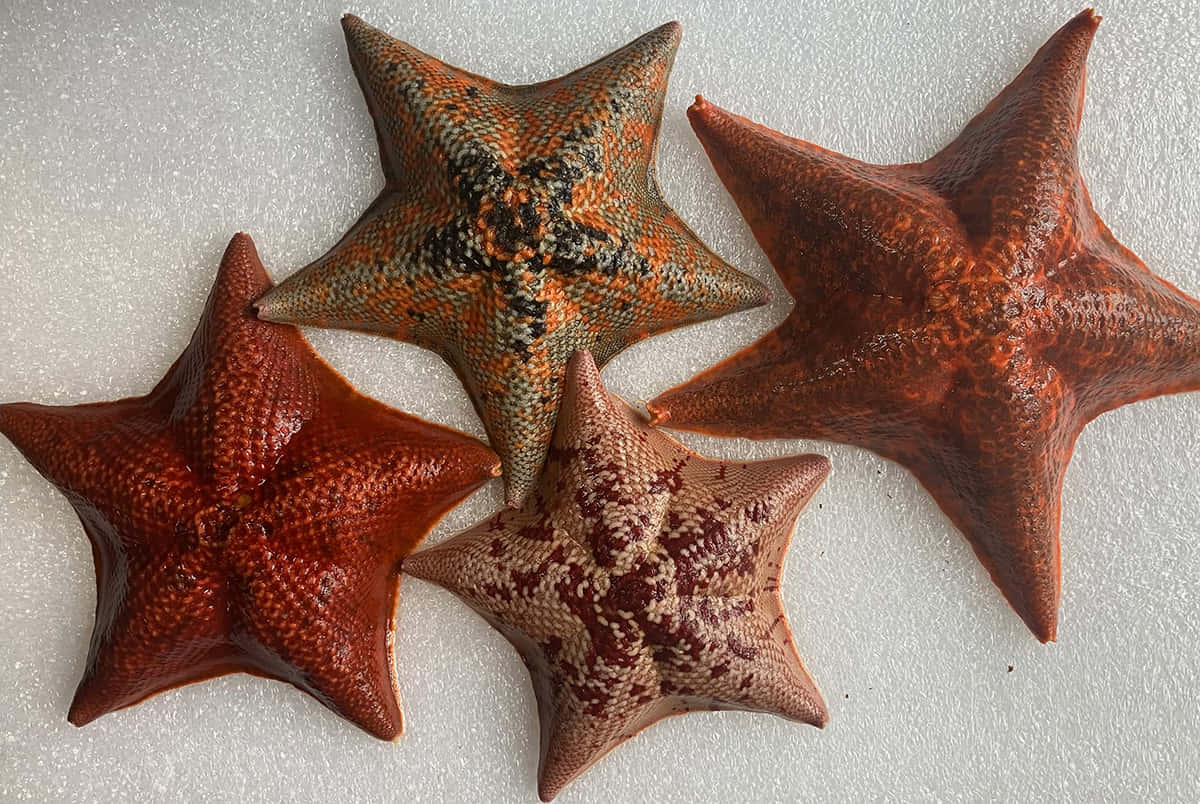  壁紙 — 四隻有紋理嘅海星，帶有橙啡色同斑點圖案，放喺白色泡沫背景上。