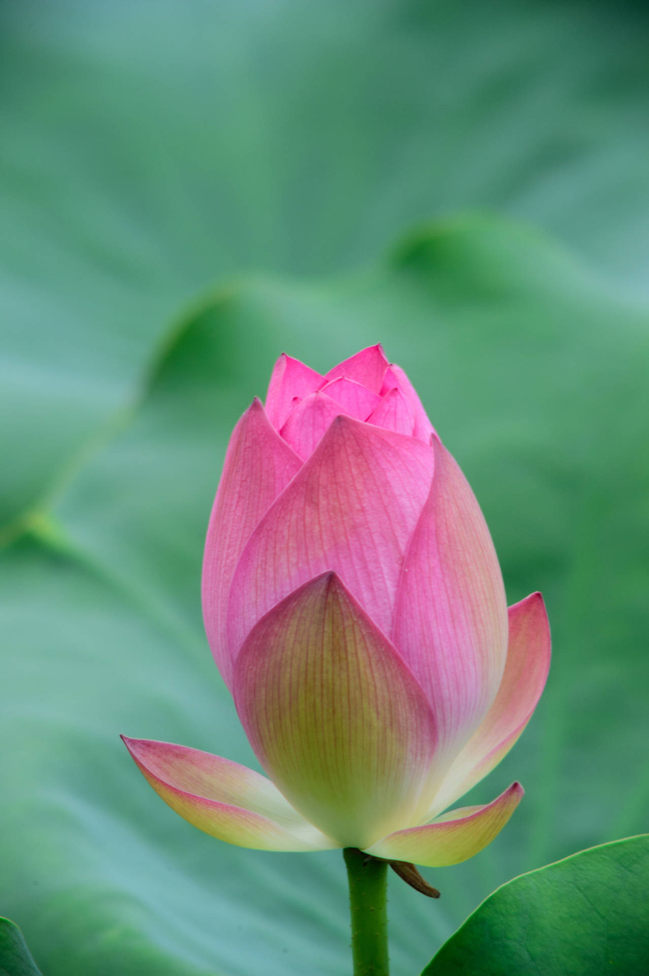 朱紅色蓮花壁紙