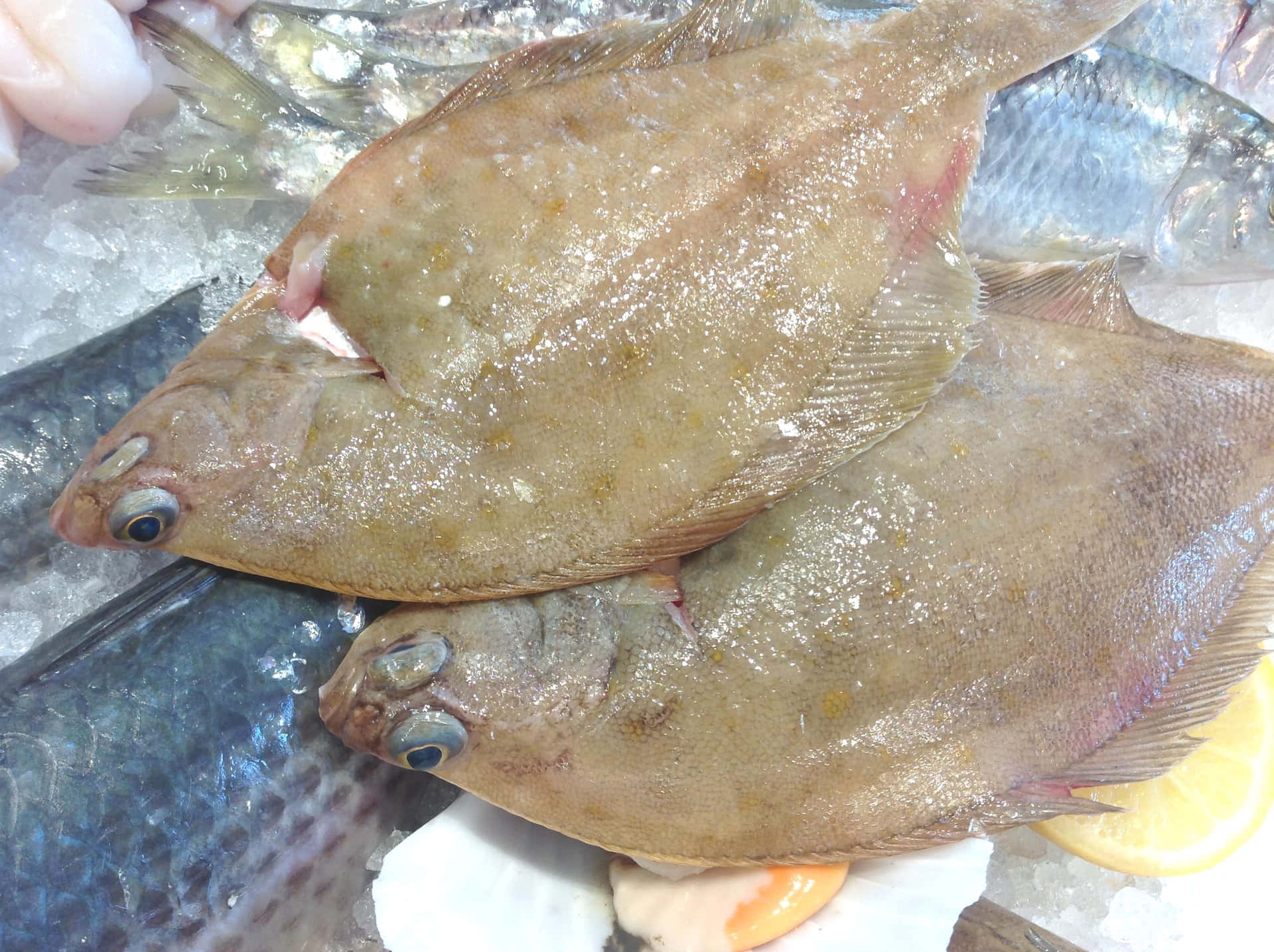  壁紙 — 新鮮嘅比目魚帶有閃亮嘅魚皮，放喺碎冰上面，旁邊有檸檬片同其他海鮮，喺市場攤檔展示。