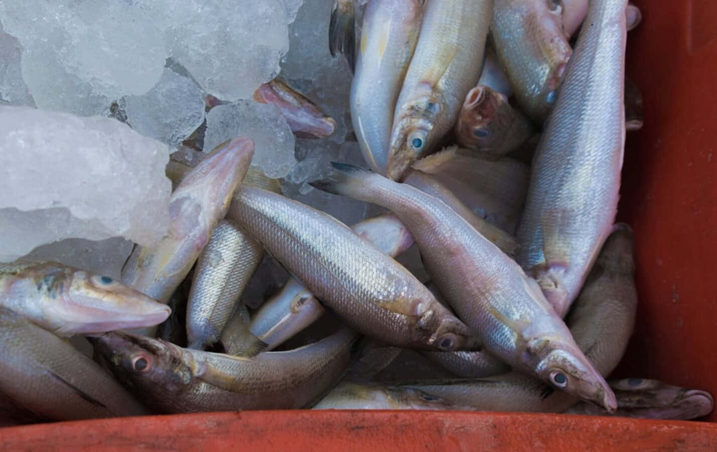  壁紙 — 新鮮銀色魚堆放在紅色容器中的碎冰上，在市場攤位出售。