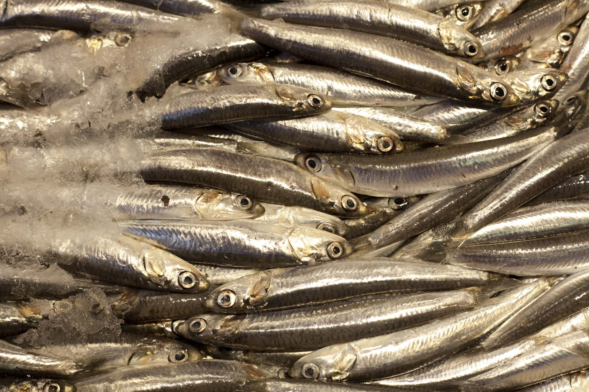 Anchovy 桌布 壁紙 — 一堆新鮮銀色沙甸魚在市場攤位的碎冰床上閃閃發光。