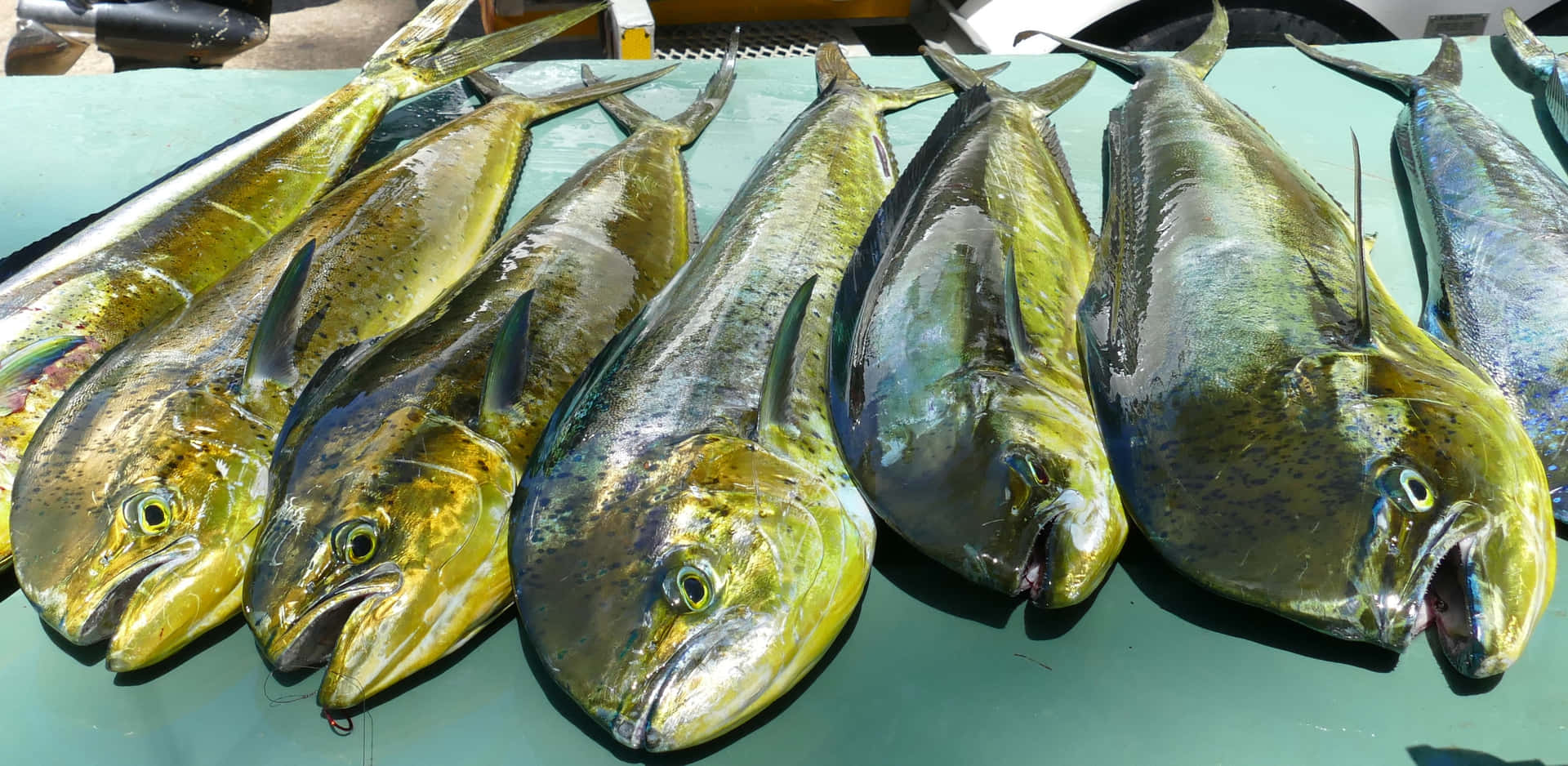 新鮮鬼頭刀魚展示在綠色桌子上出售。 — 邁阿密海豚 GIF 壁紙