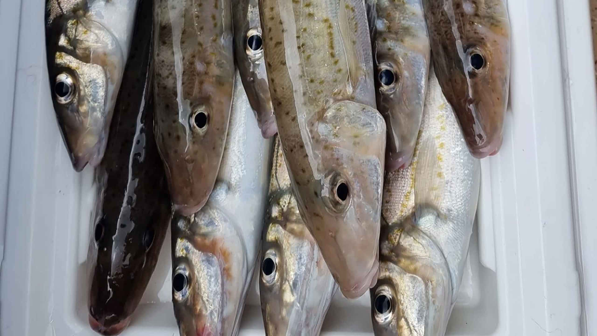  壁紙 — 新鮮捕獲的魚，鱗片閃閃發光，眼睛睜大，整齊地擺放在白色發泡膠冷卻箱中。