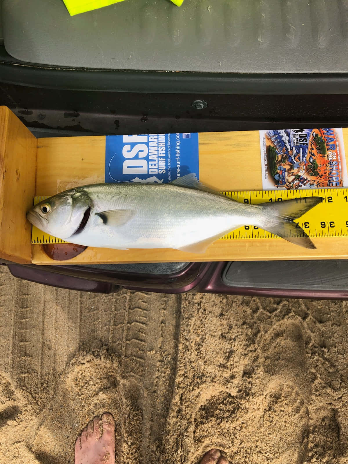  壁紙 — 一條剛捕獲的銀色魚躺在沙灘木板上嘅黃色量度尺上，附近有腳印同赤腳。
