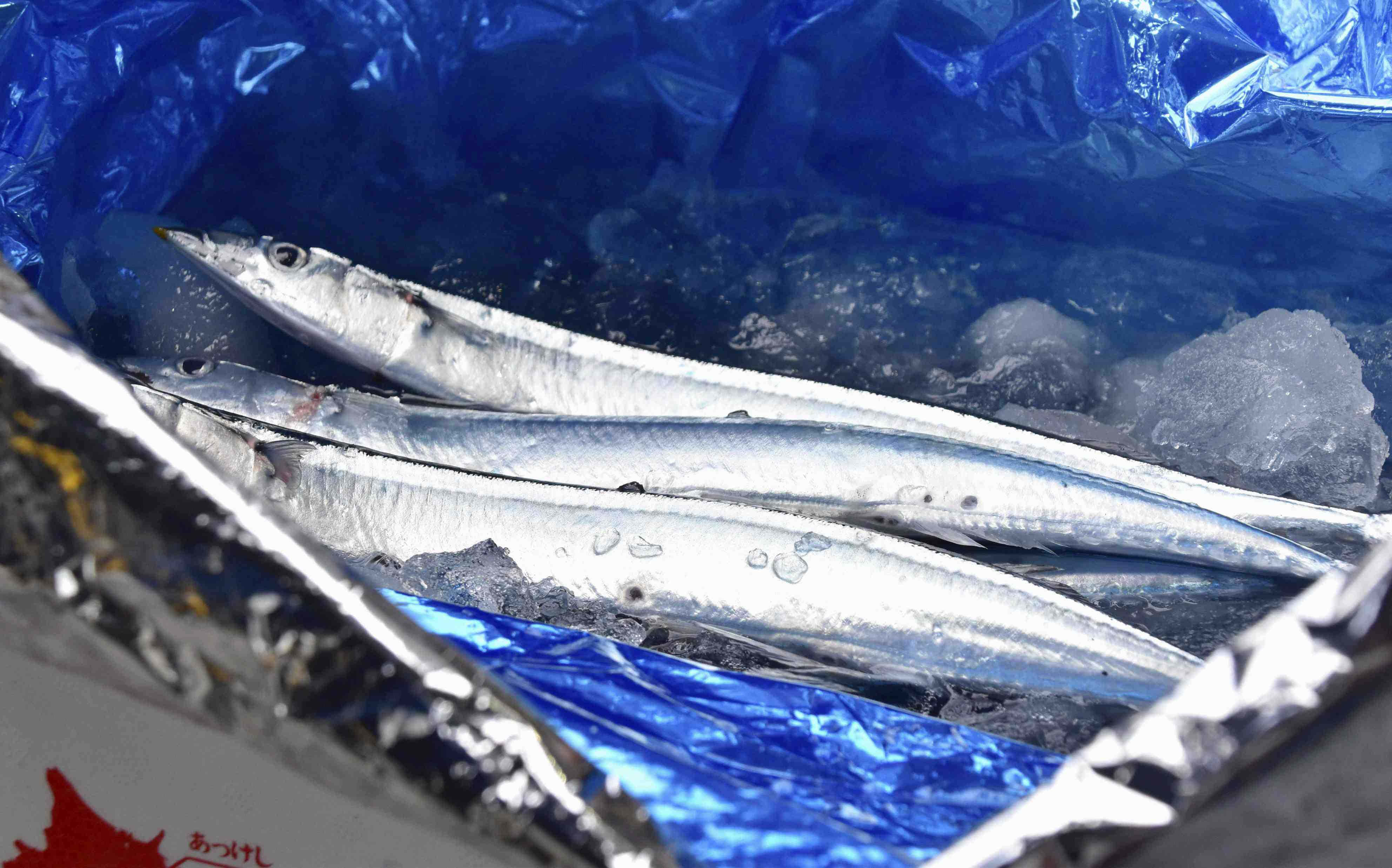Pacific Saury 桌布 壁紙 — 新鮮捕獲的細長魚在藍色箔紙和銀色包裝中的冰上閃閃發光。