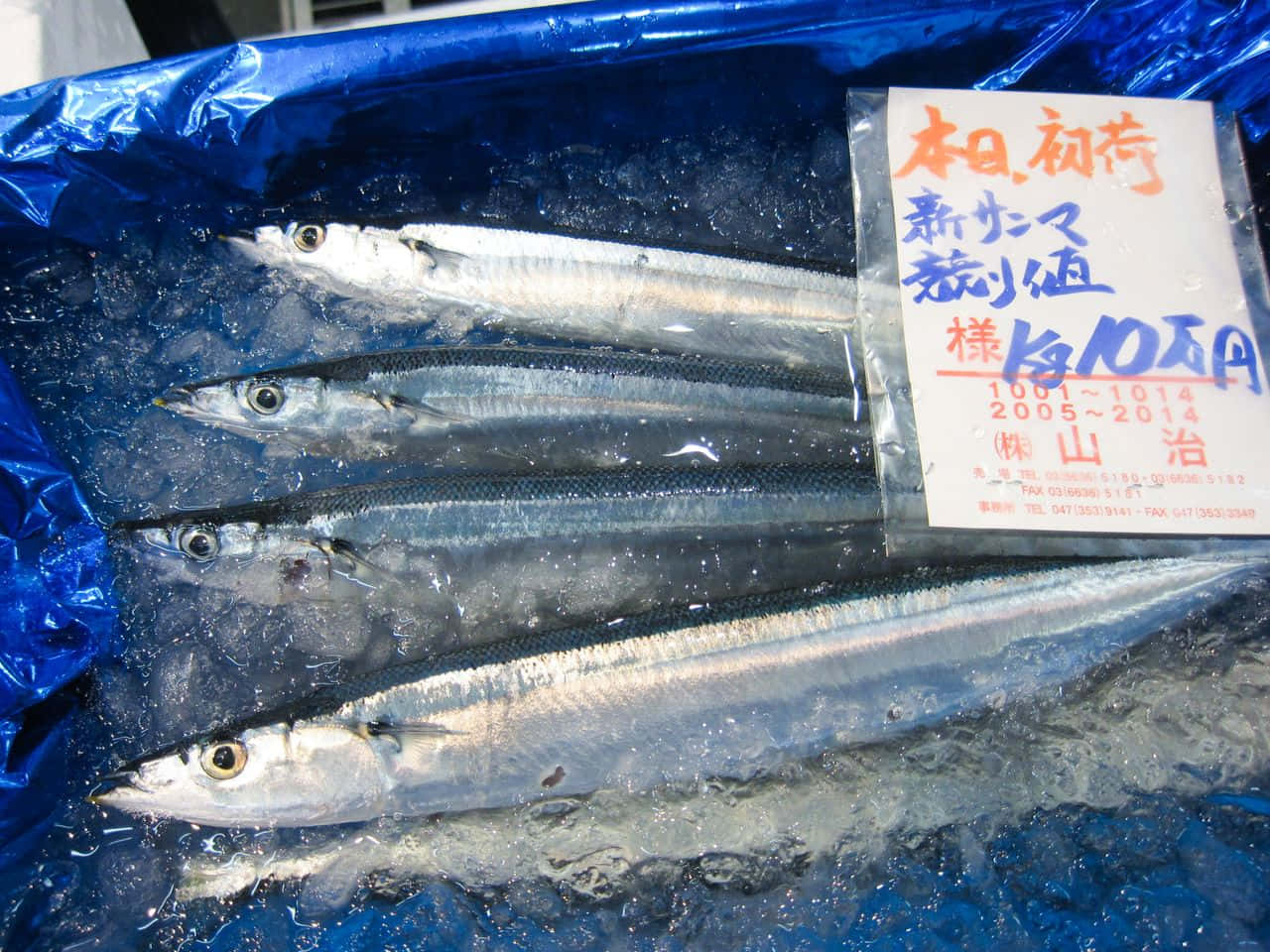 Pacific Saury 桌布 壁紙 — 剛捕獲的細長魚隻躺在冰上，放在藍色條紋的市場托盤中，附有手寫的日文價格標籤。