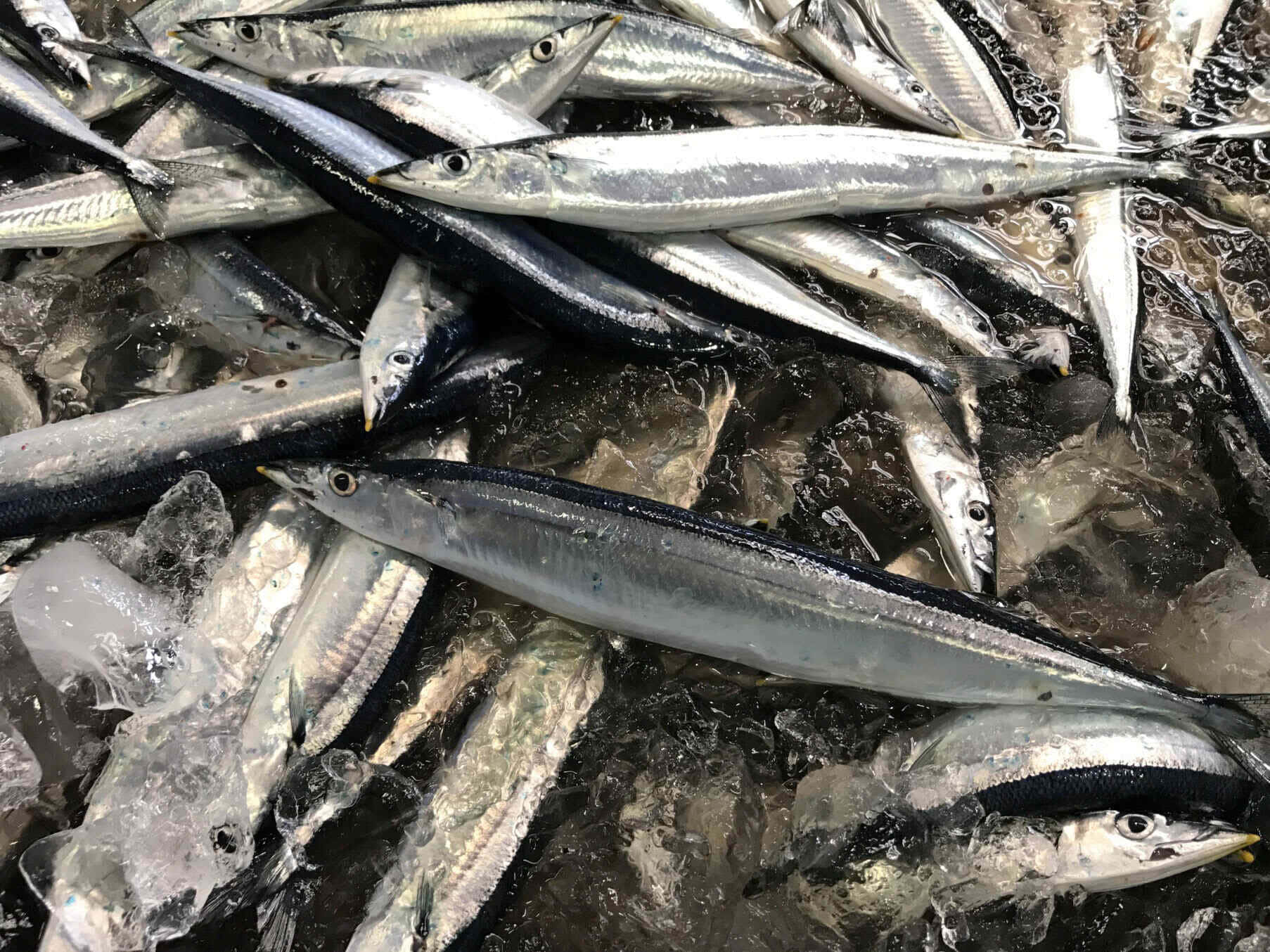 Pacific Saury 桌布 壁紙 — 新鮮捕獲的細長魚，帶有銀色鱗片和黑色條紋，放在市場攤位的碎冰上。