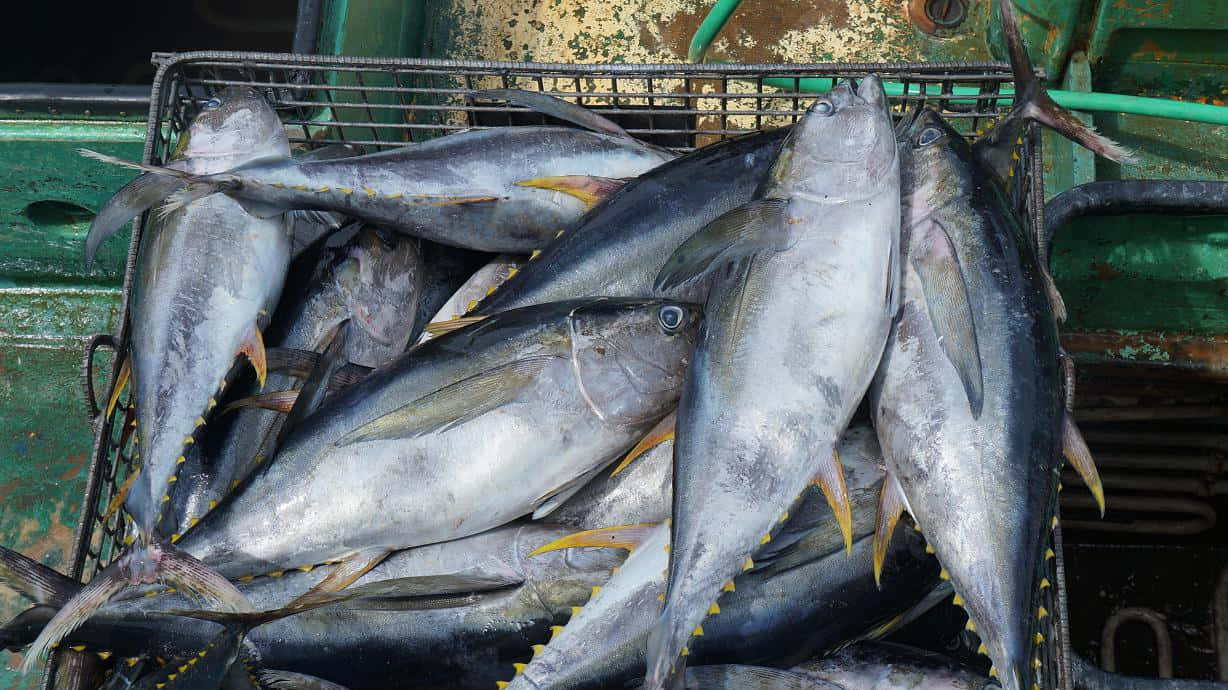  壁紙 — 新鮮捕獲的吞拿魚堆放在一艘風化綠色船甲板上的金屬板條箱中。