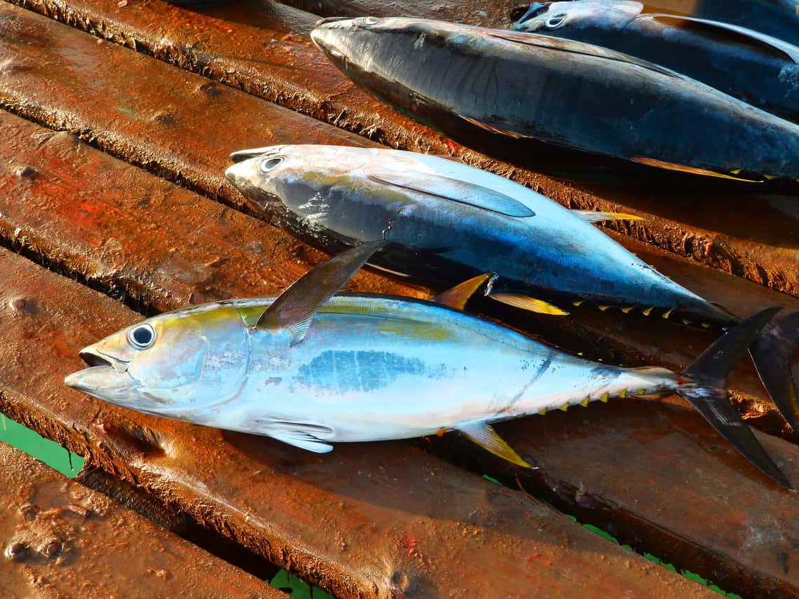  壁紙 — 新鮮捕獲嘅吞拿魚帶有金屬藍同黃色調，放喺風化生鏽嘅木板上。
