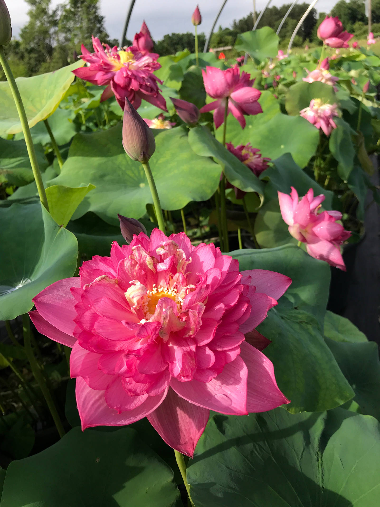 紫紅色蓮花 壁紙
