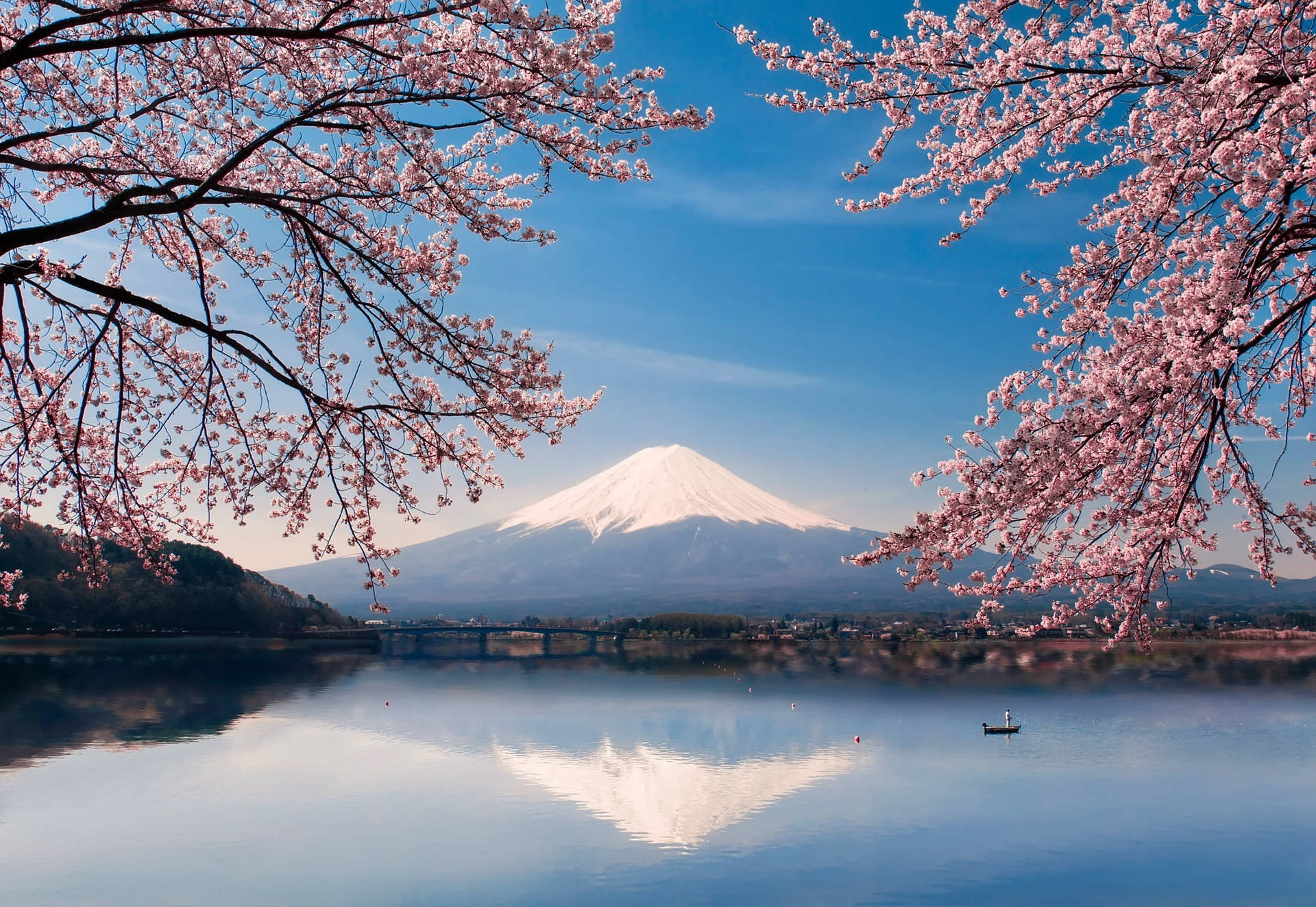 富士山櫻花日本4K