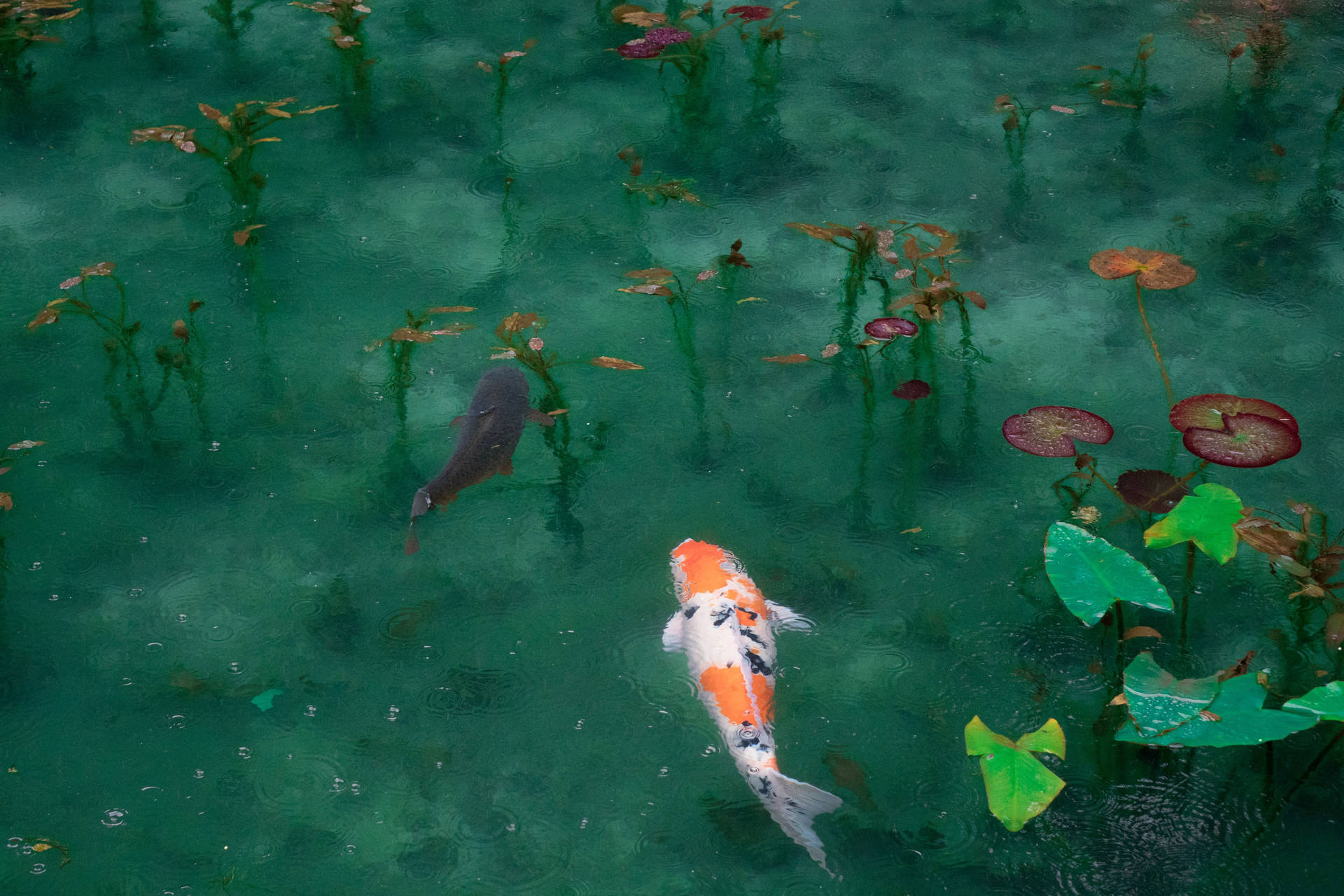 4K 桌面鯉魚壁紙