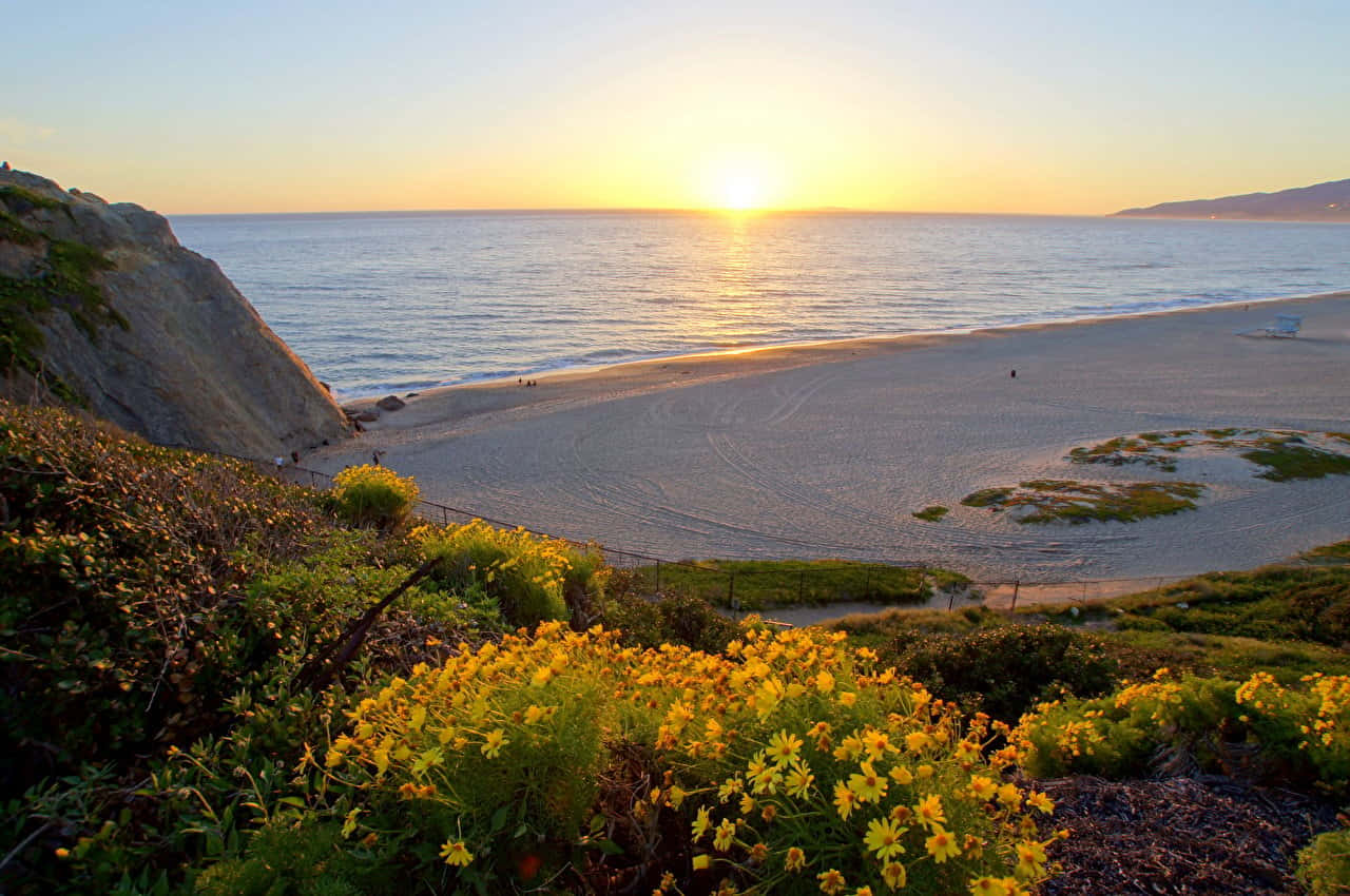 馬利布海灘黃花日出桌面壁紙 壁紙 — 金色夕陽灑落在寧靜的海灘上，前景有野花，懸崖俯瞰平靜的海水。