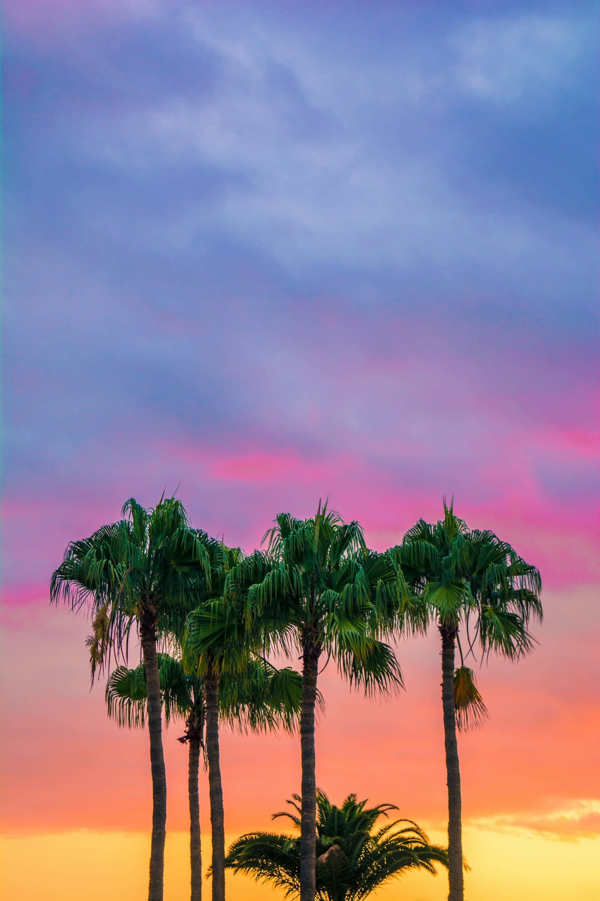 Colorful Sunset 桌布 壁紙 — 高大的棕櫚樹在充滿活力的日落天空下形成剪影，融合了粉紅、橙色和紫色色調。