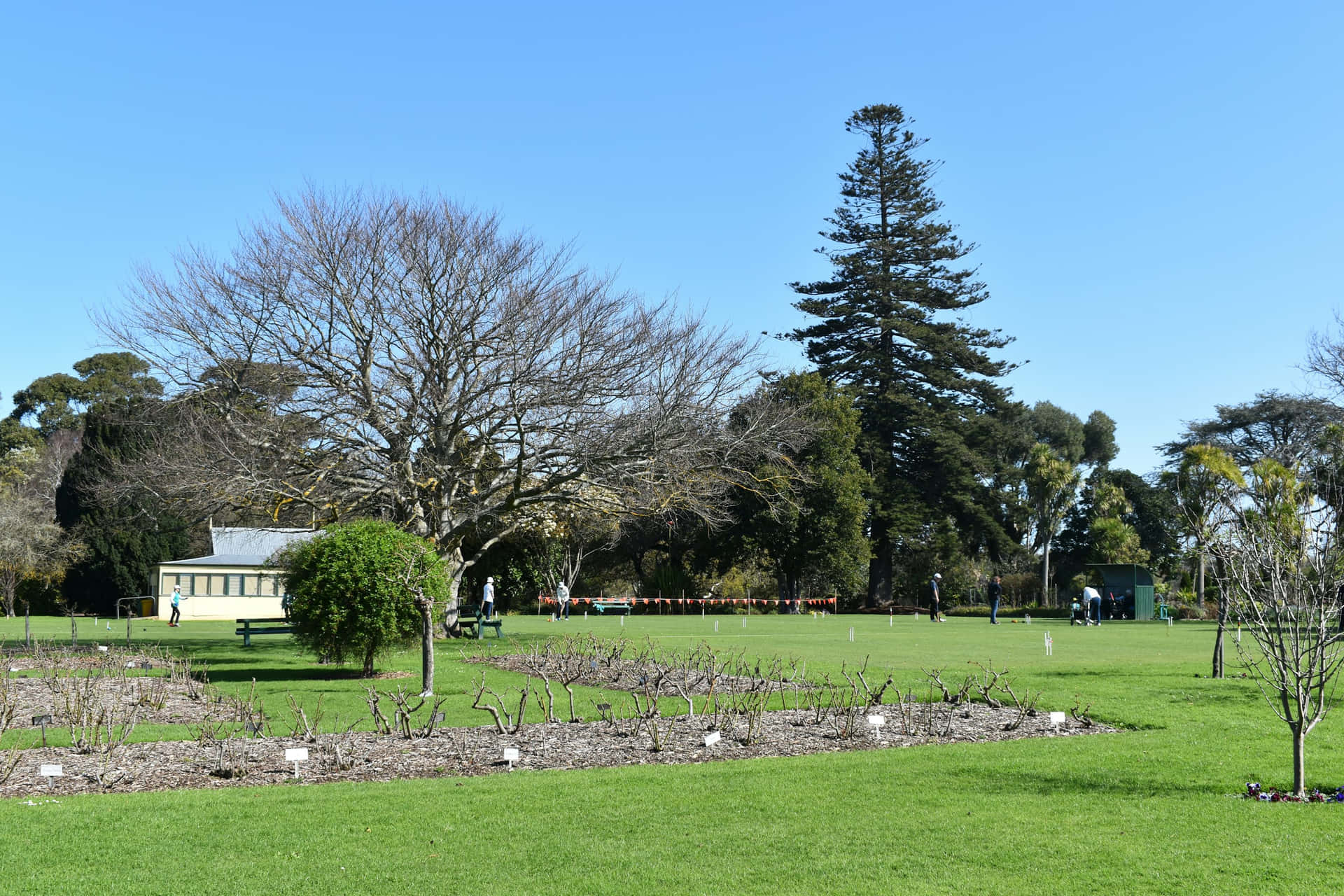 壁紙 — 一個晴朗明媚的日子，在修剪整齊的公園裡，有鮮綠的草地、光禿的樹木，人們在清澈的藍天下玩槌球。