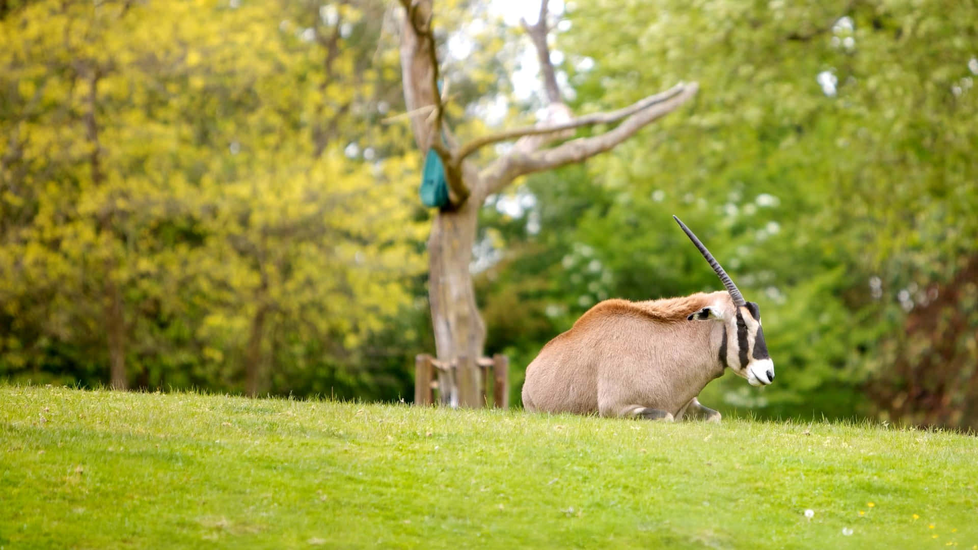  壁紙