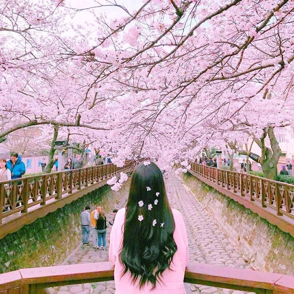 韓國女孩與櫻花