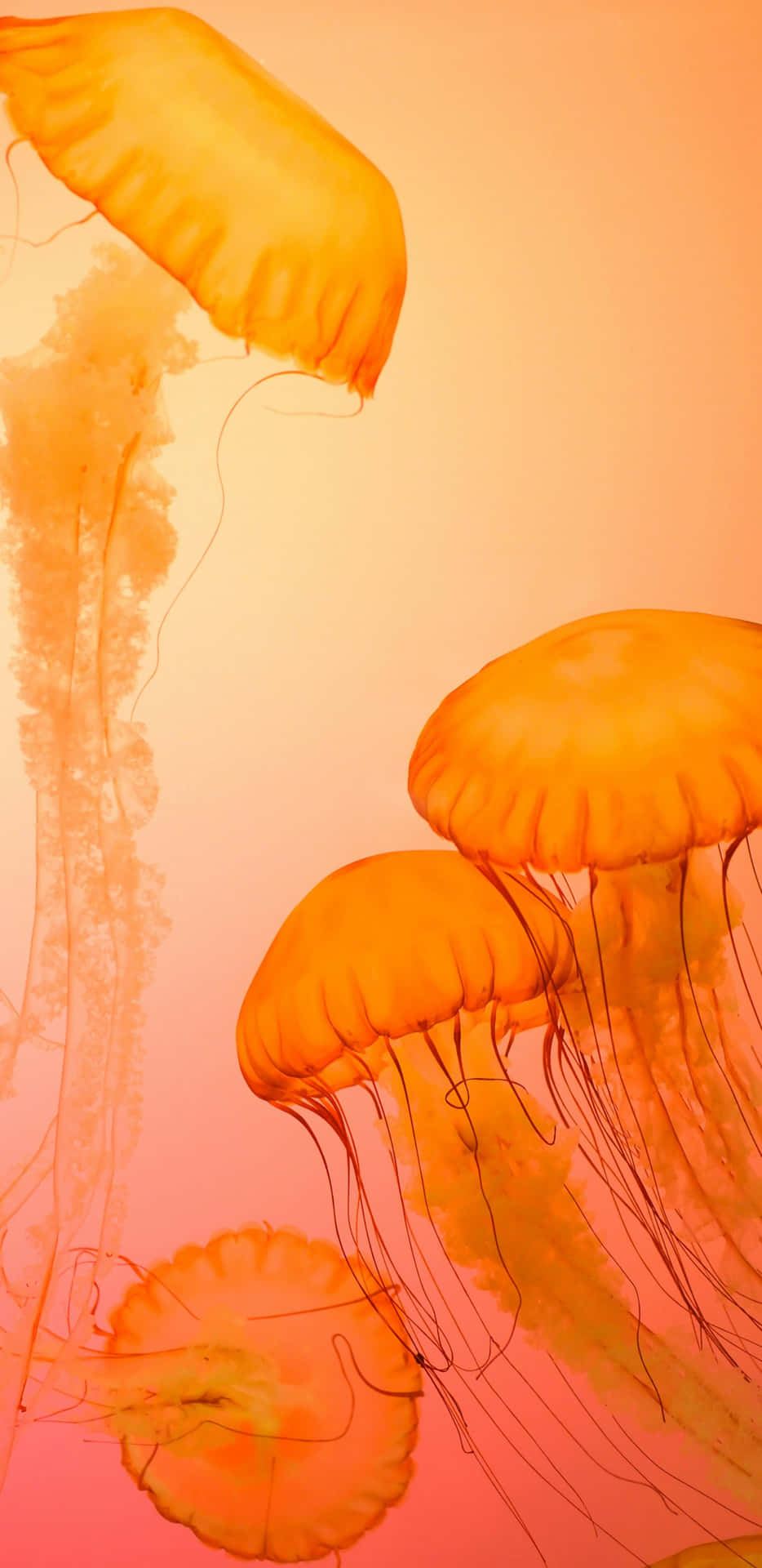  壁紙 — 發光的橙色水母在溫暖色調的水中優雅地漂流，呈現寧靜的水下場景。