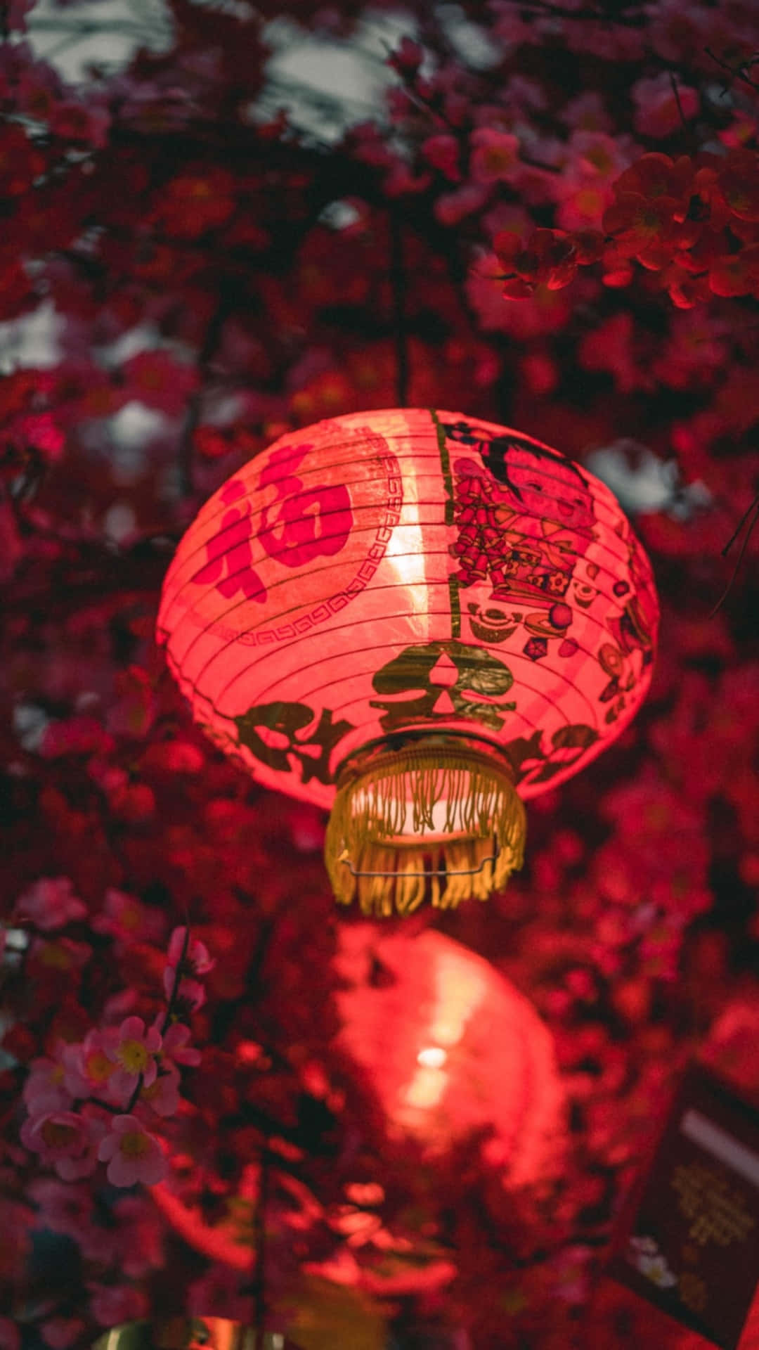  壁紙 — 一個發光的紅色中國燈籠，帶有金色流蘇，掛在黃昏時充滿活力的粉紅色櫻花中。