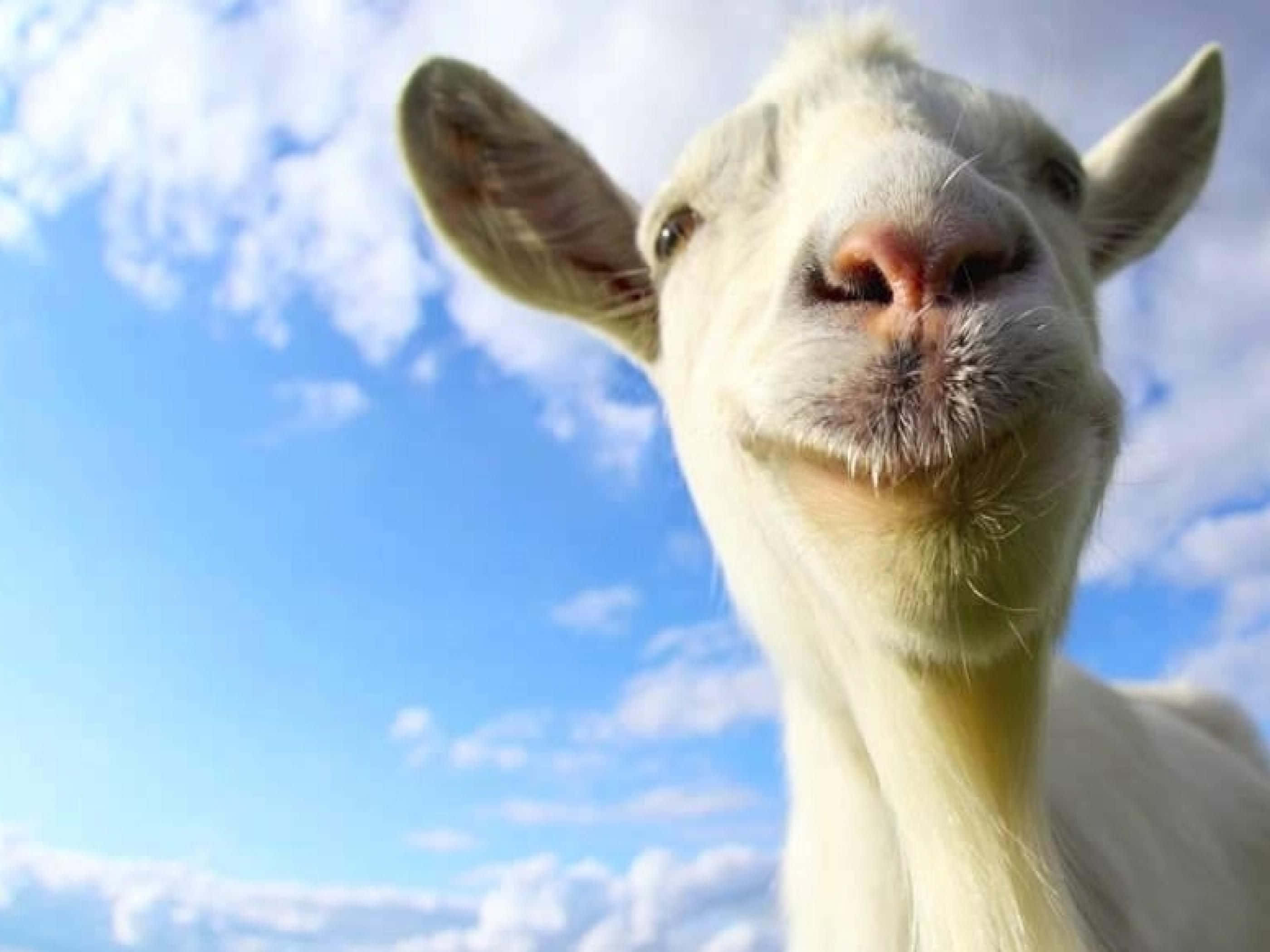 Goat Simulator 搞笑圖標圖片 壁紙 — 一隻好奇的白羊近距離向下望鏡頭，背景是晴朗藍天和 fluffy 雲朵。