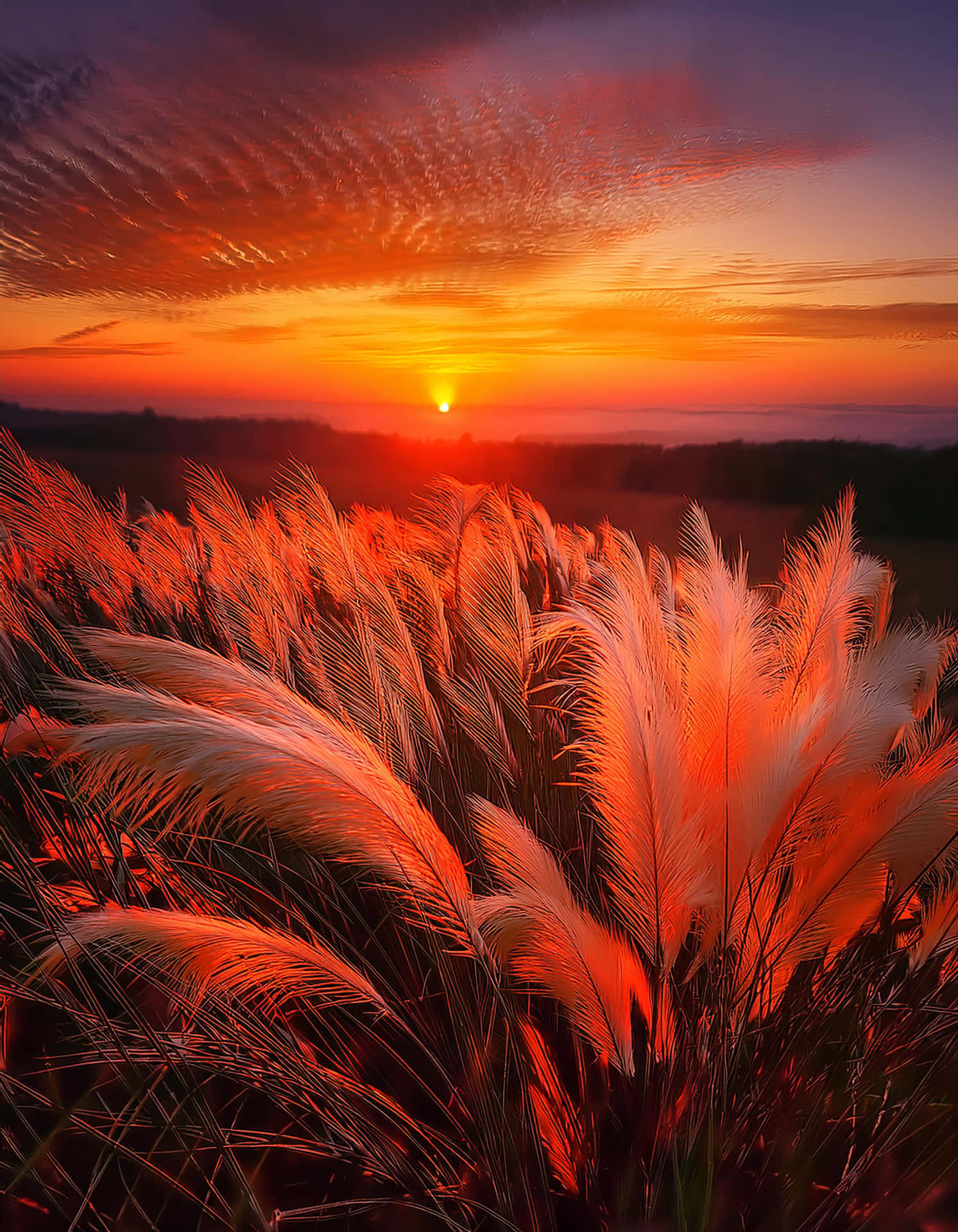 Golden Fields at Sunset 壁紙 — 羽毛狀的蒲葦在條紋暮色天空下，夕陽落在遠山後方，發出火橙色光芒。
