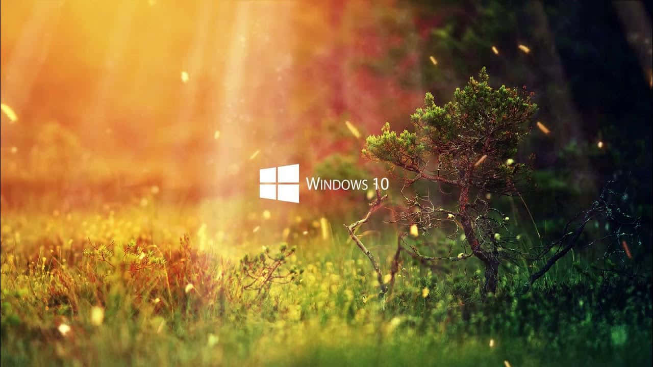  壁紙 — 金色陽光穿過樹林，Windows 10 標誌在草地上的一棵小樹旁發光。