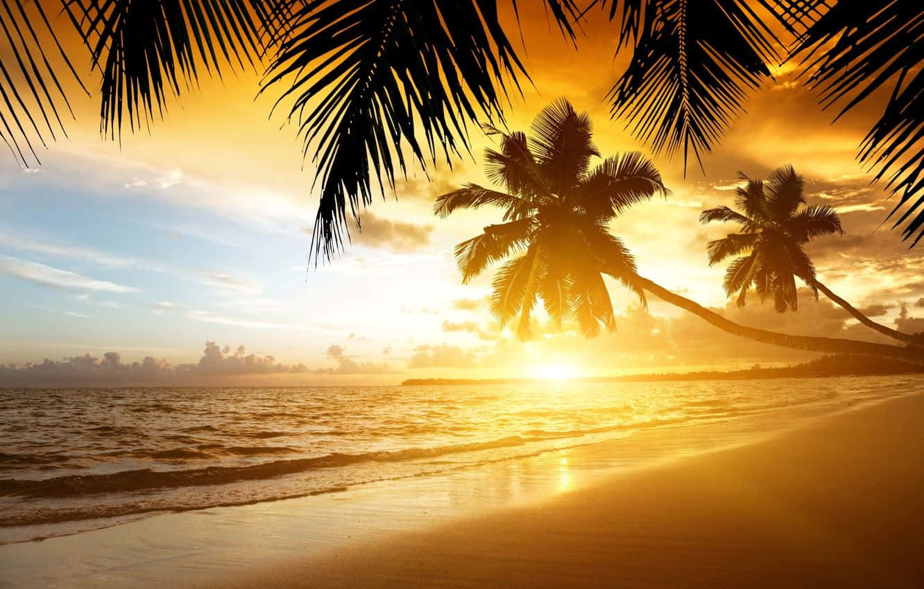 Coastal Sunset 桌布 壁紙 — 金色夕陽在棕櫚樹剪影後閃耀，在寧靜的熱帶海灘上投下長長的影子。