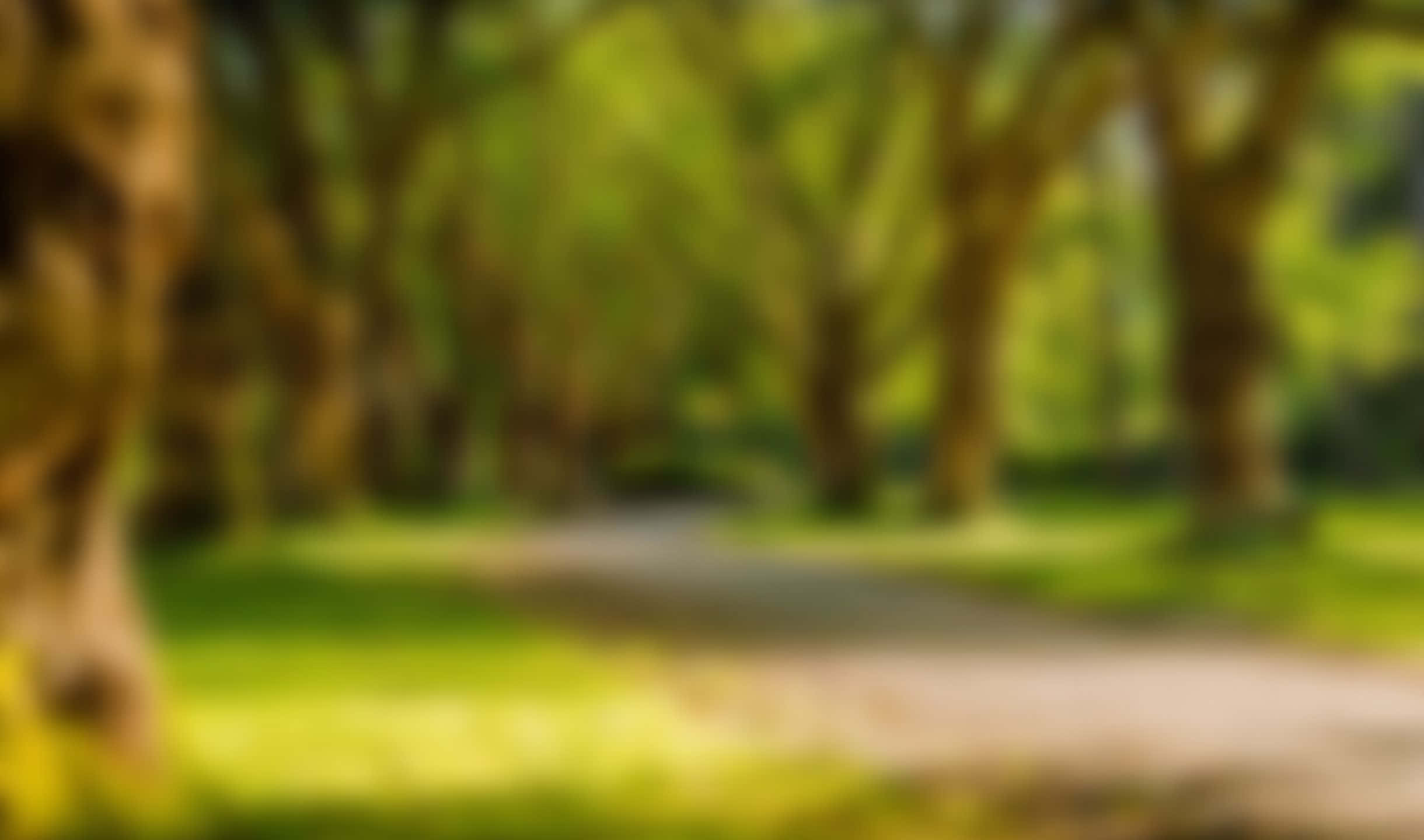 適合 Google Meet 的美麗背景 壁紙 — 一條柔和模糊的森林小徑蜿蜒穿過陽光普照的綠樹，斑駁的光線穿過樹冠過濾下來。