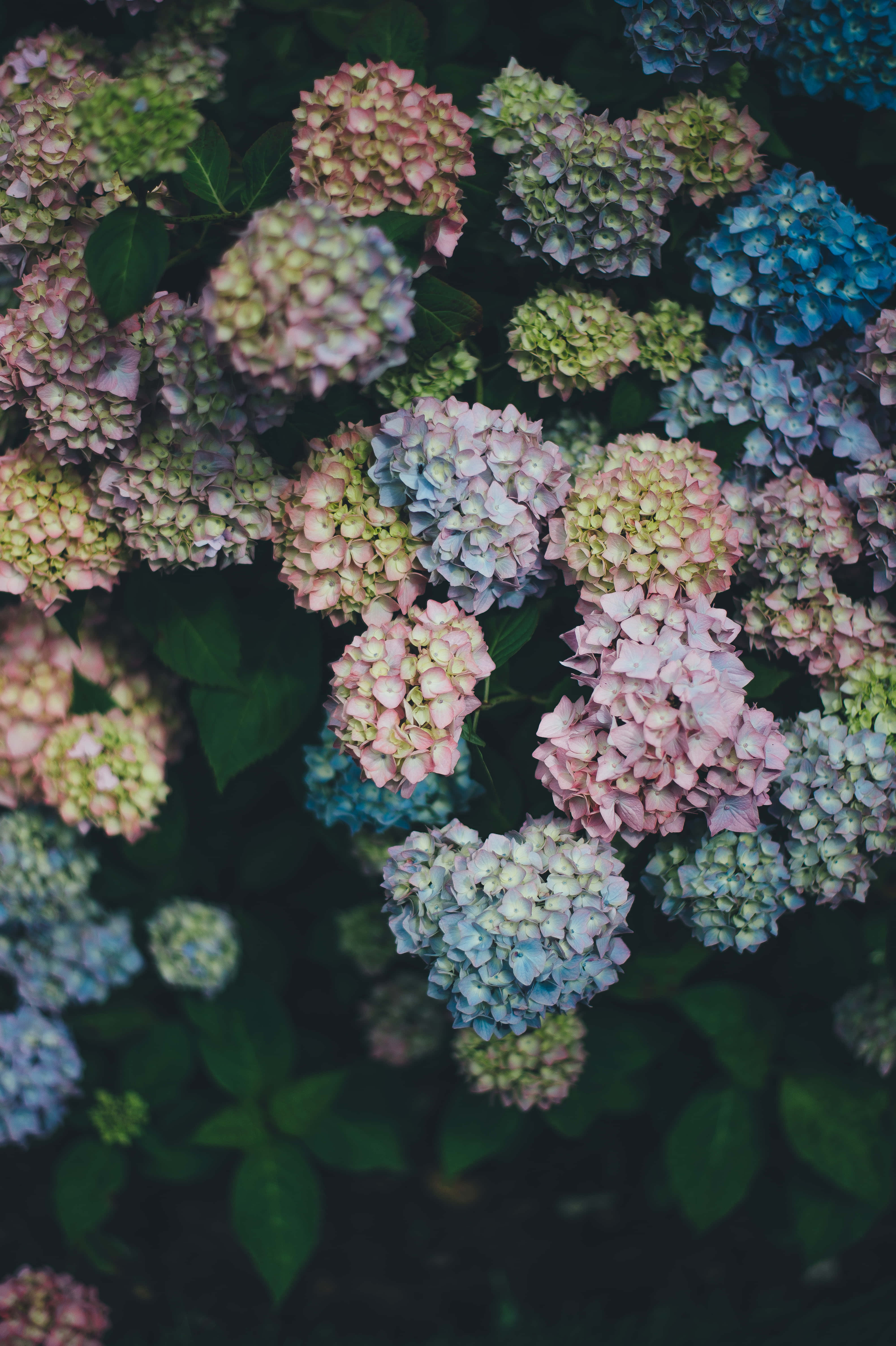 盛開的八仙花 - Google Pixel 系列 壁紙 — 繡球花近攝，呈現柔和粉紅、藍色和綠色色調，襯托深色葉子。